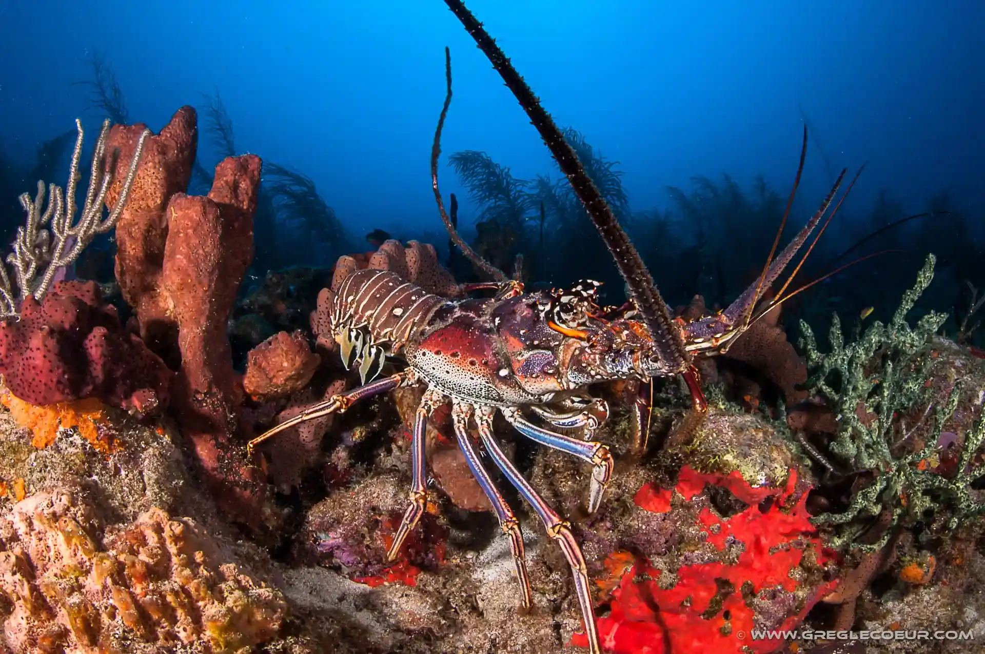 Dive shop photo