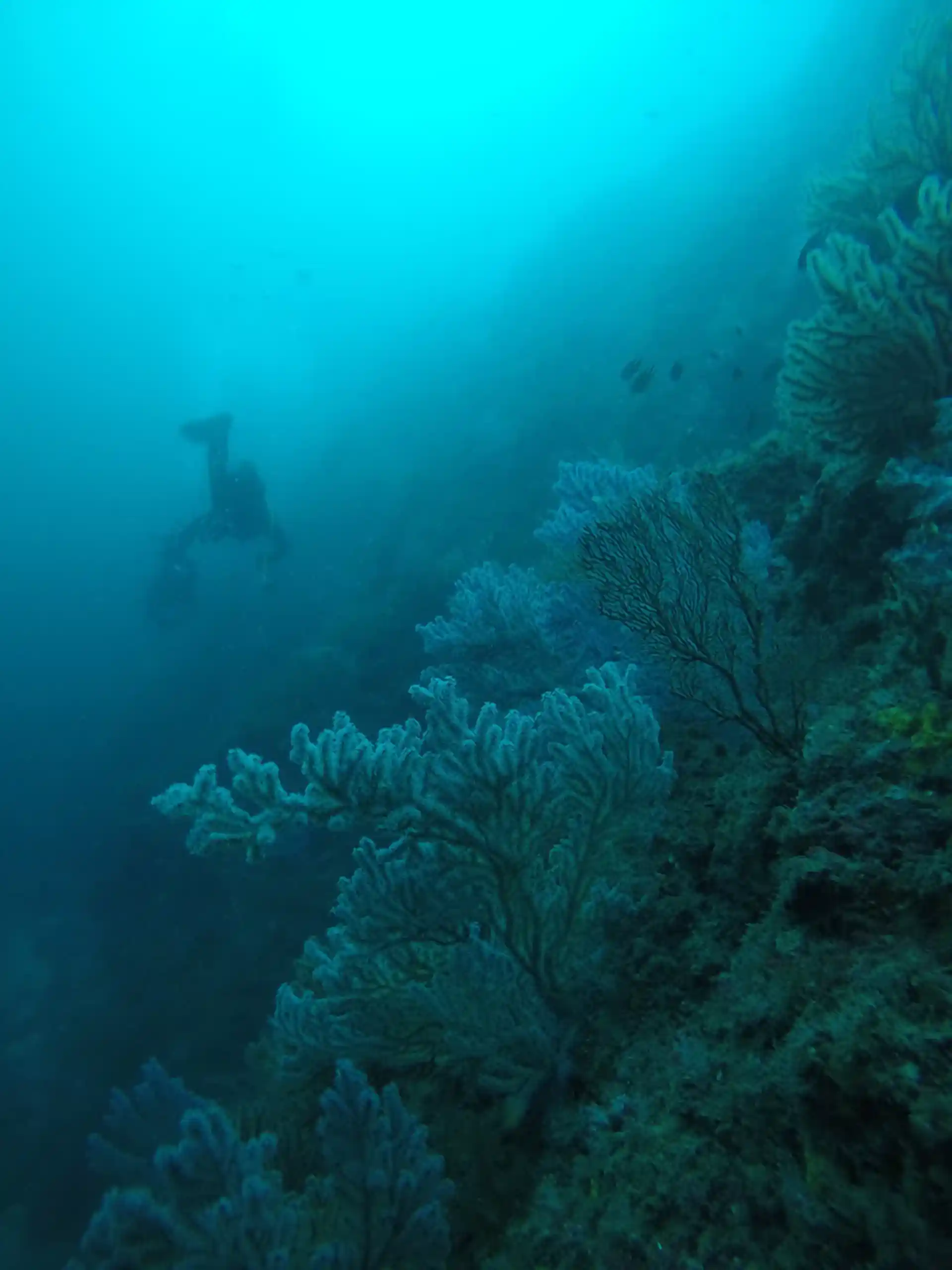 ダイビングサイトの写真