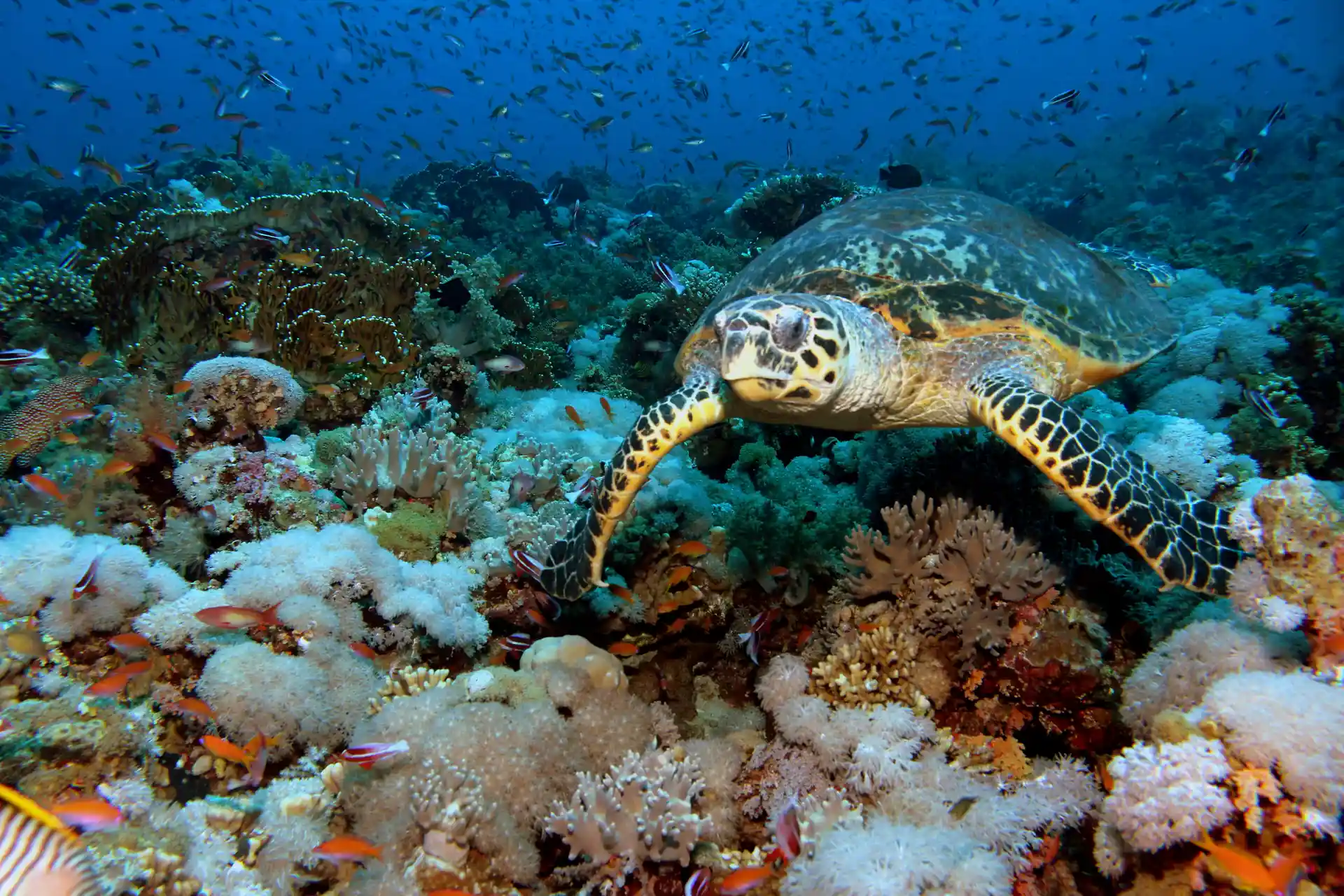 Dive shop photo