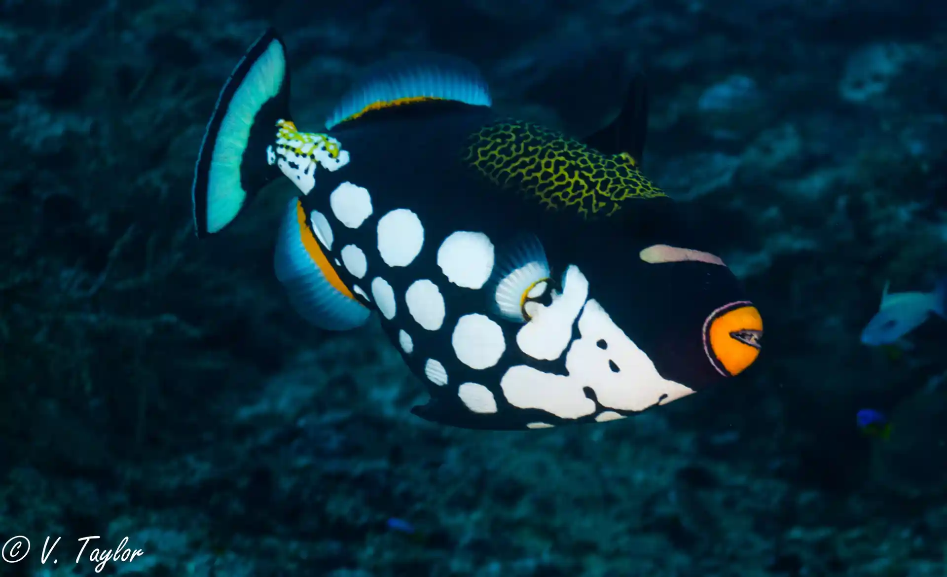 Clown-Triggerfish are always an exciting find around the reefs.