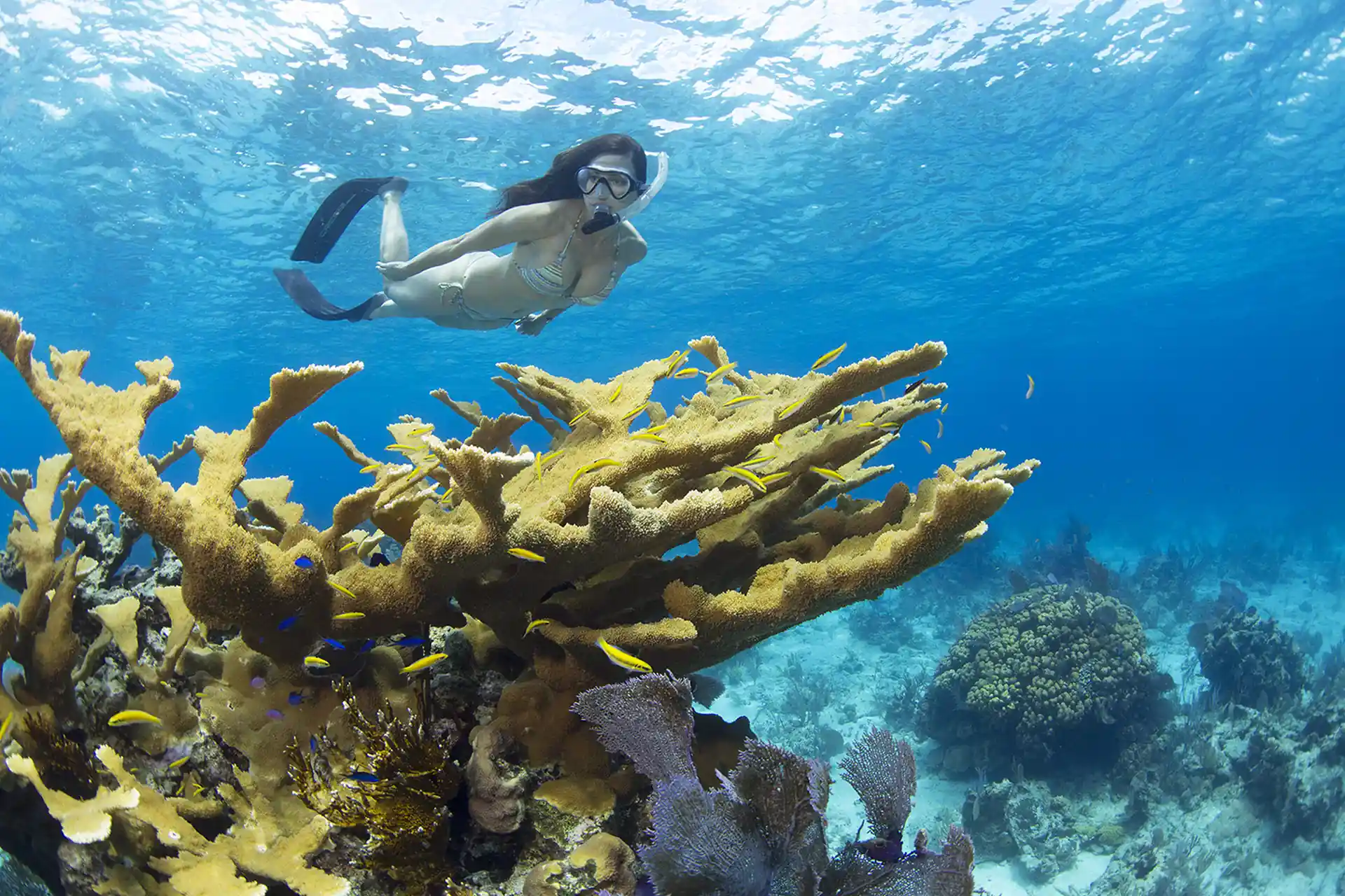 Experimente hermosos corales tropicales y abundante vida marina.