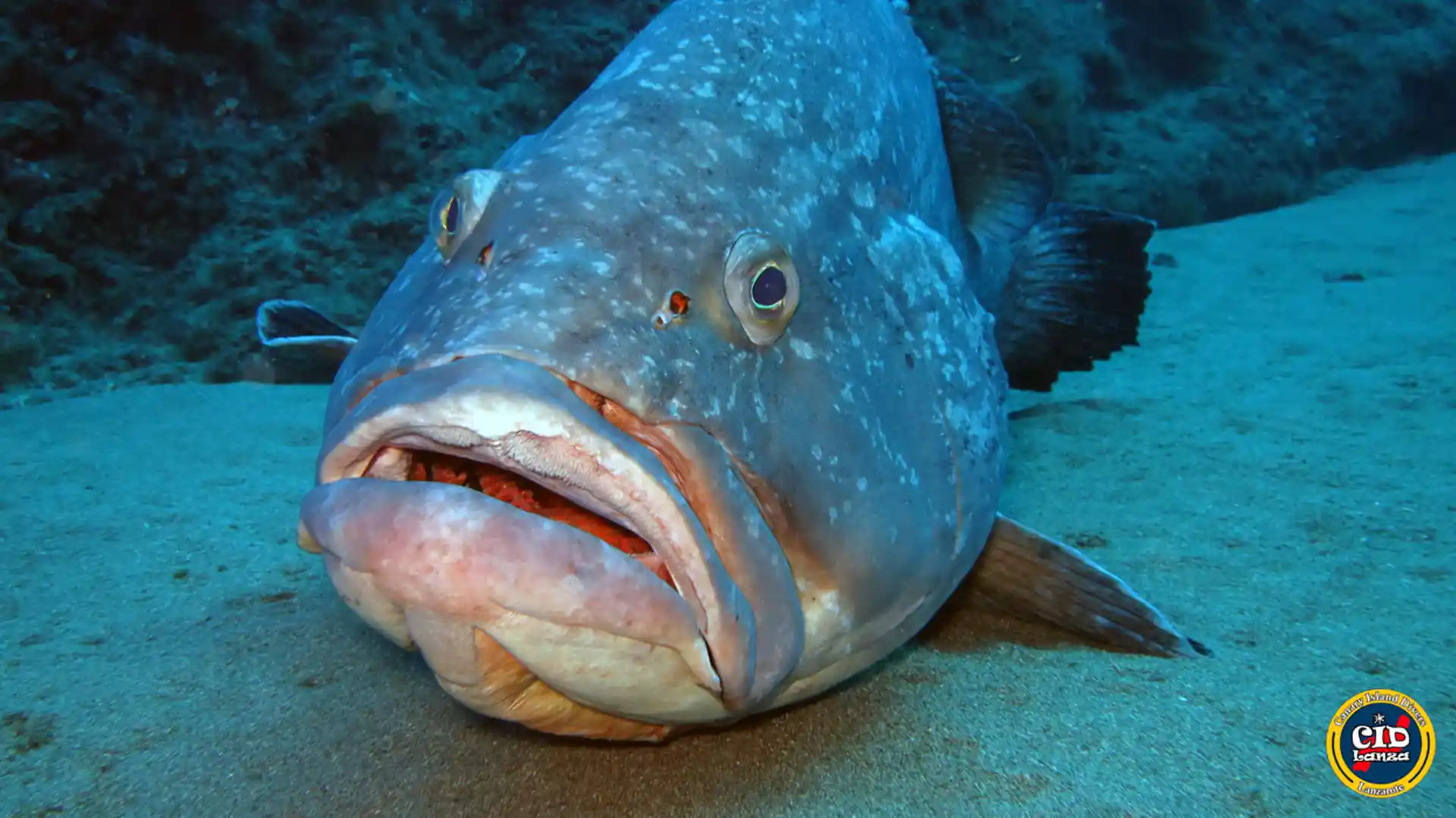 Big friendly Grouper come to say Hi