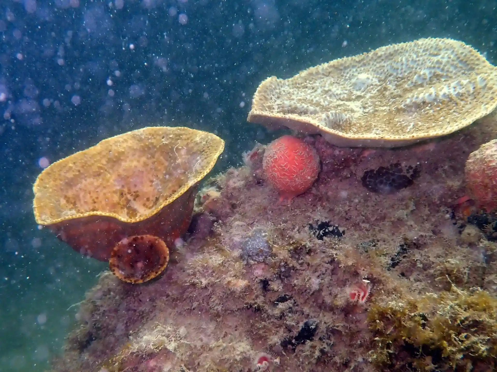 Dive site photo