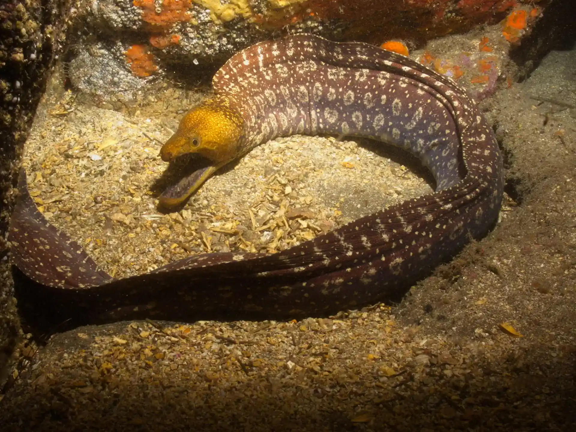 Photo du site de plongée