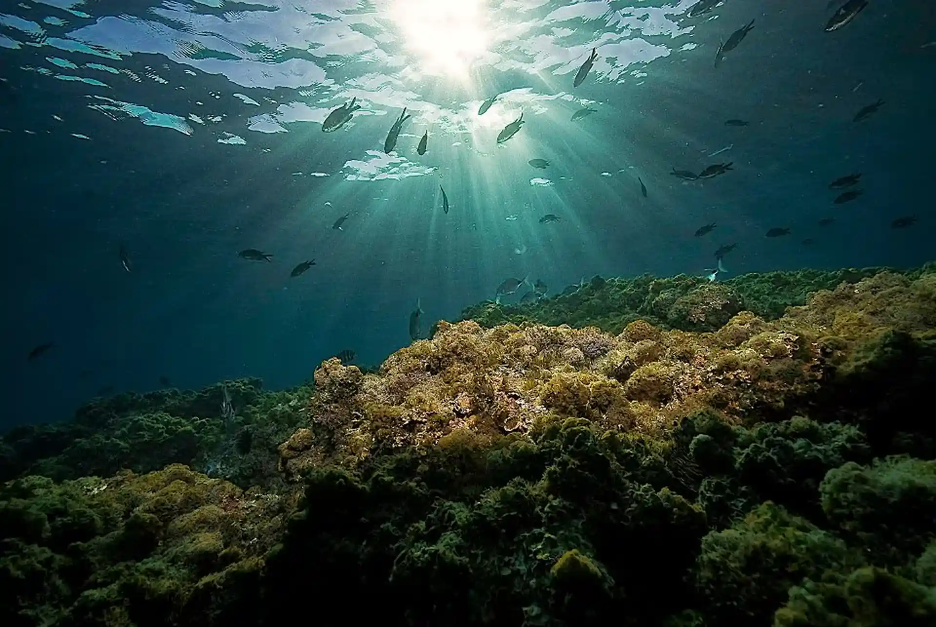 Dive site photo
