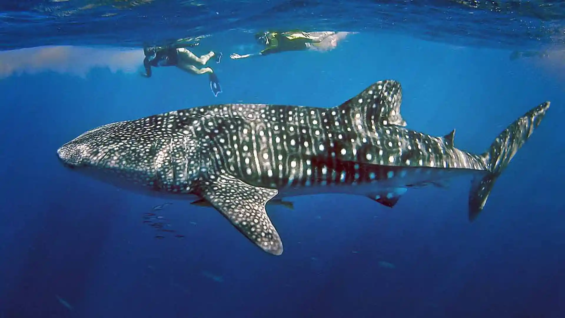 Dive shop photo