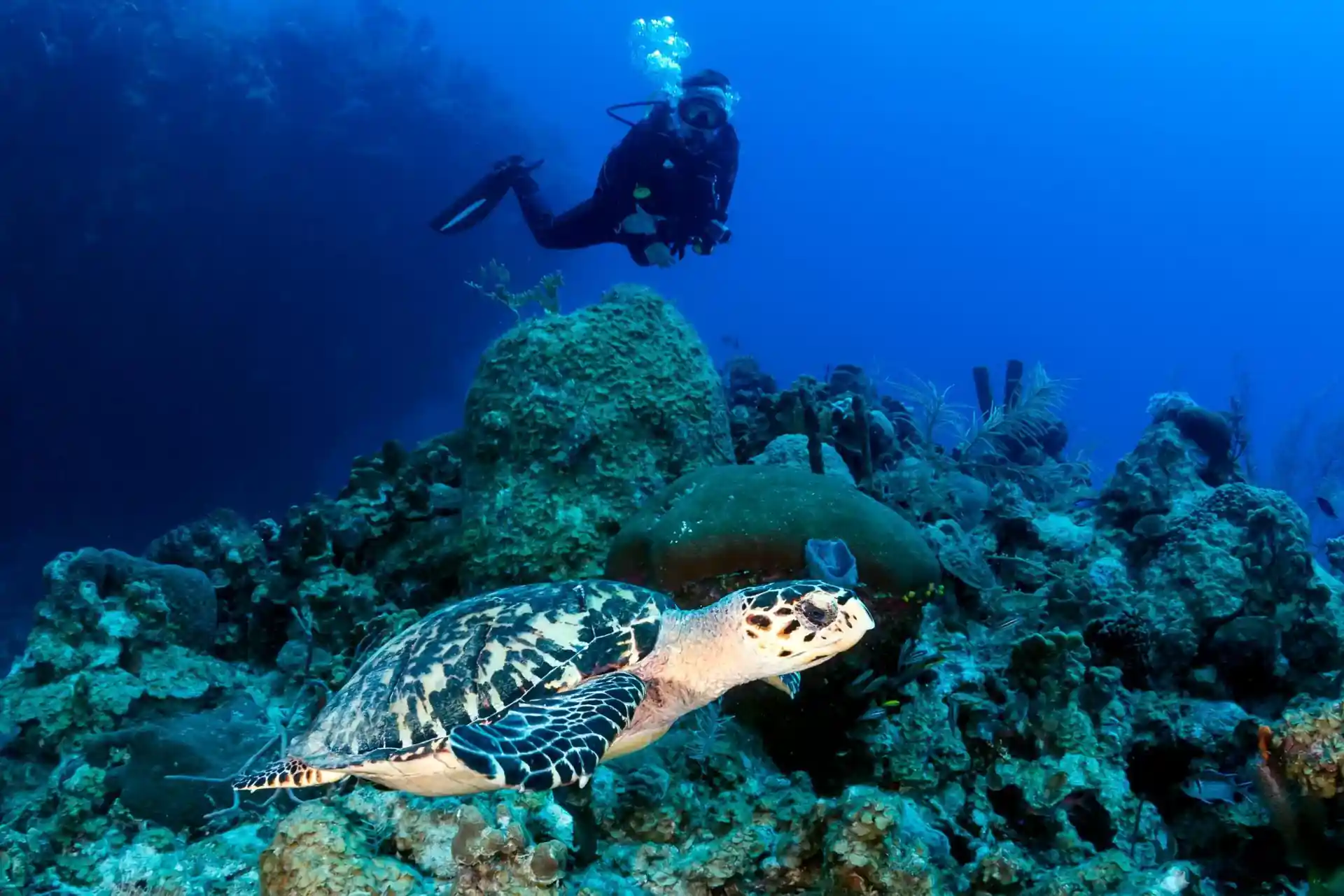 Dive shop photo