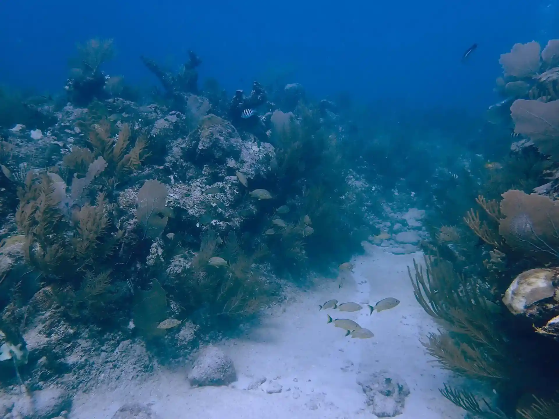 Dive site photo