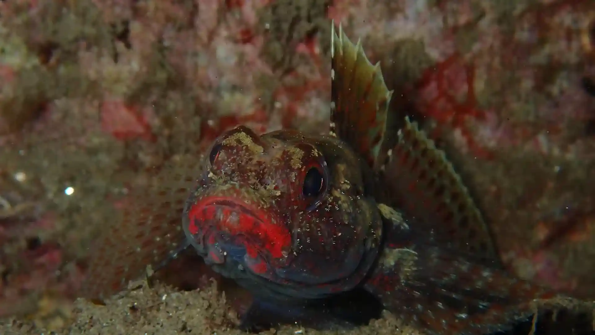 Dive site photo