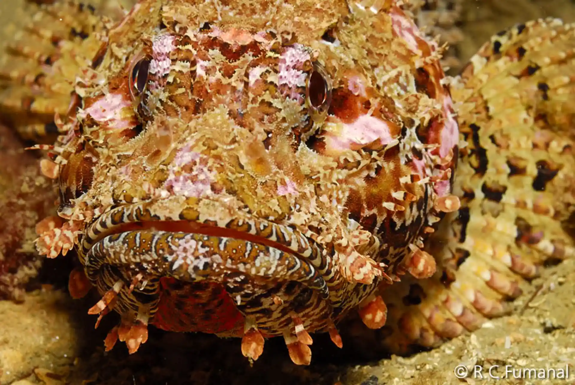 Foto del sitio de buceo