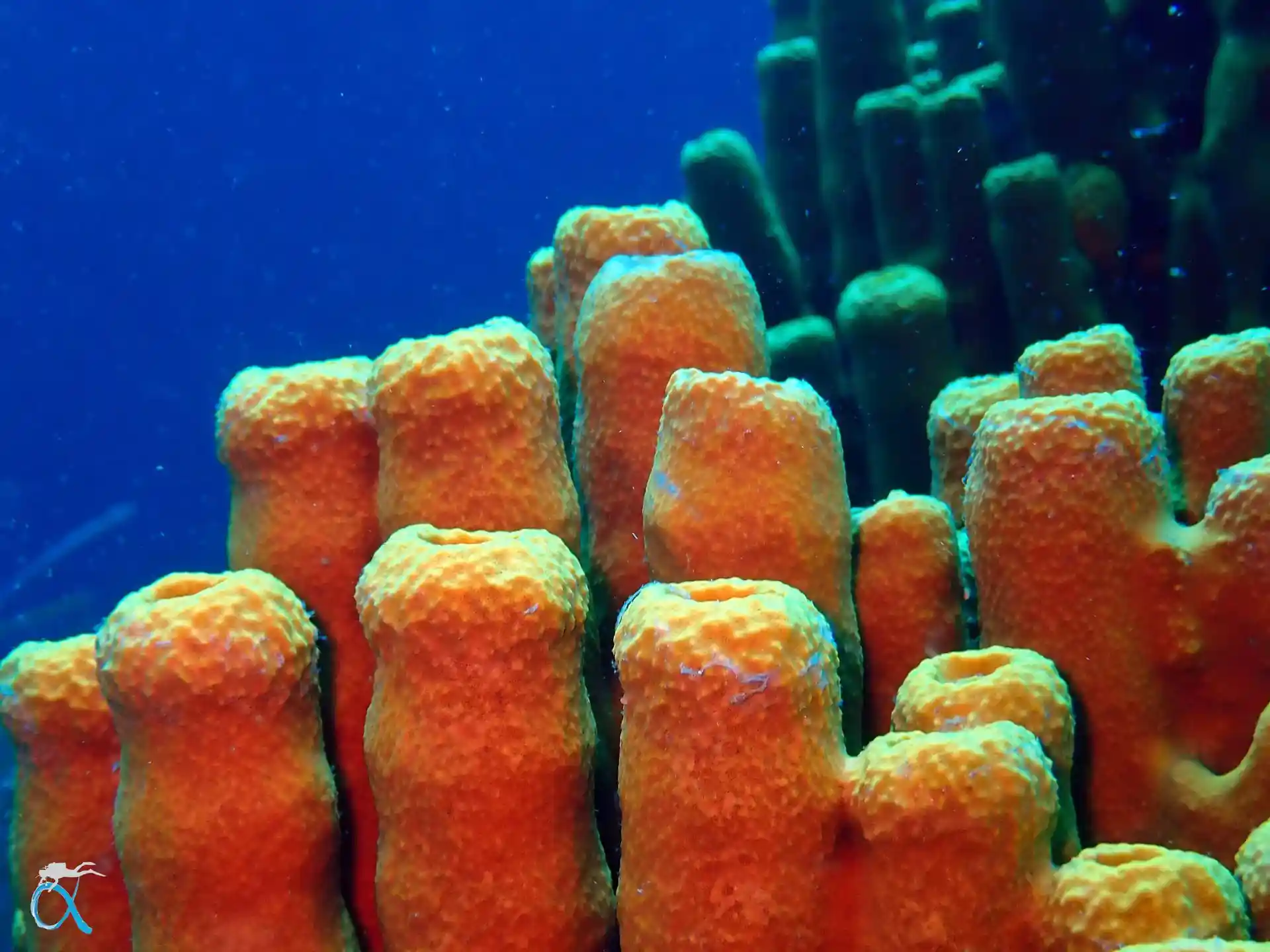 ダイビングサイトの写真