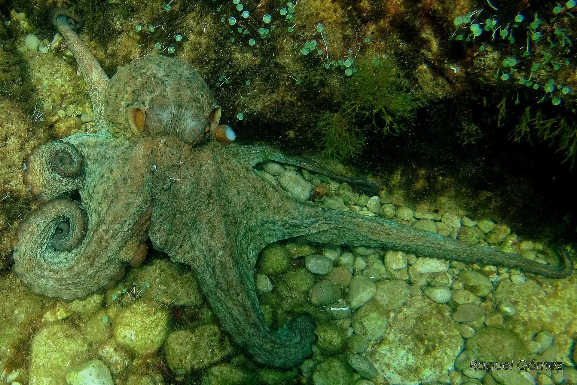 Foto van de duiklocatie