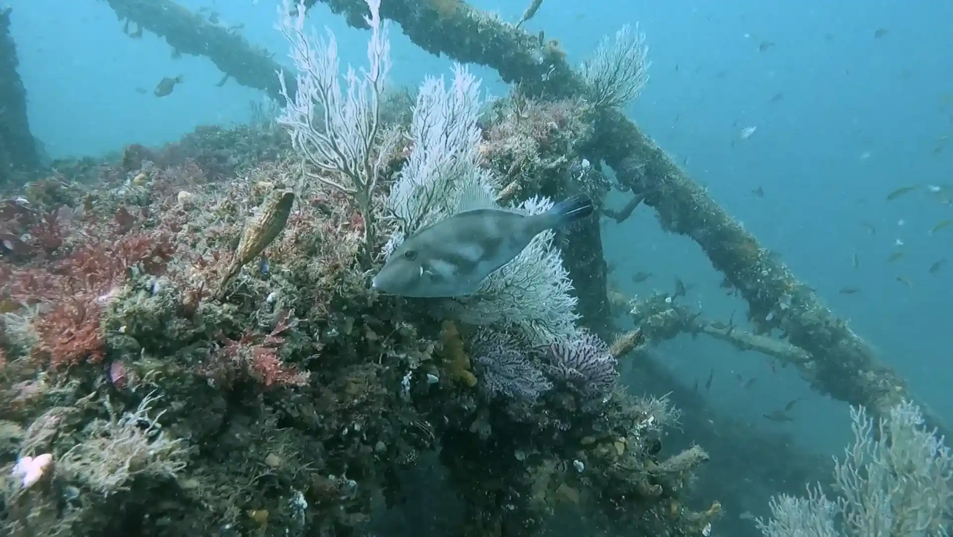 다이빙 포인트 사진