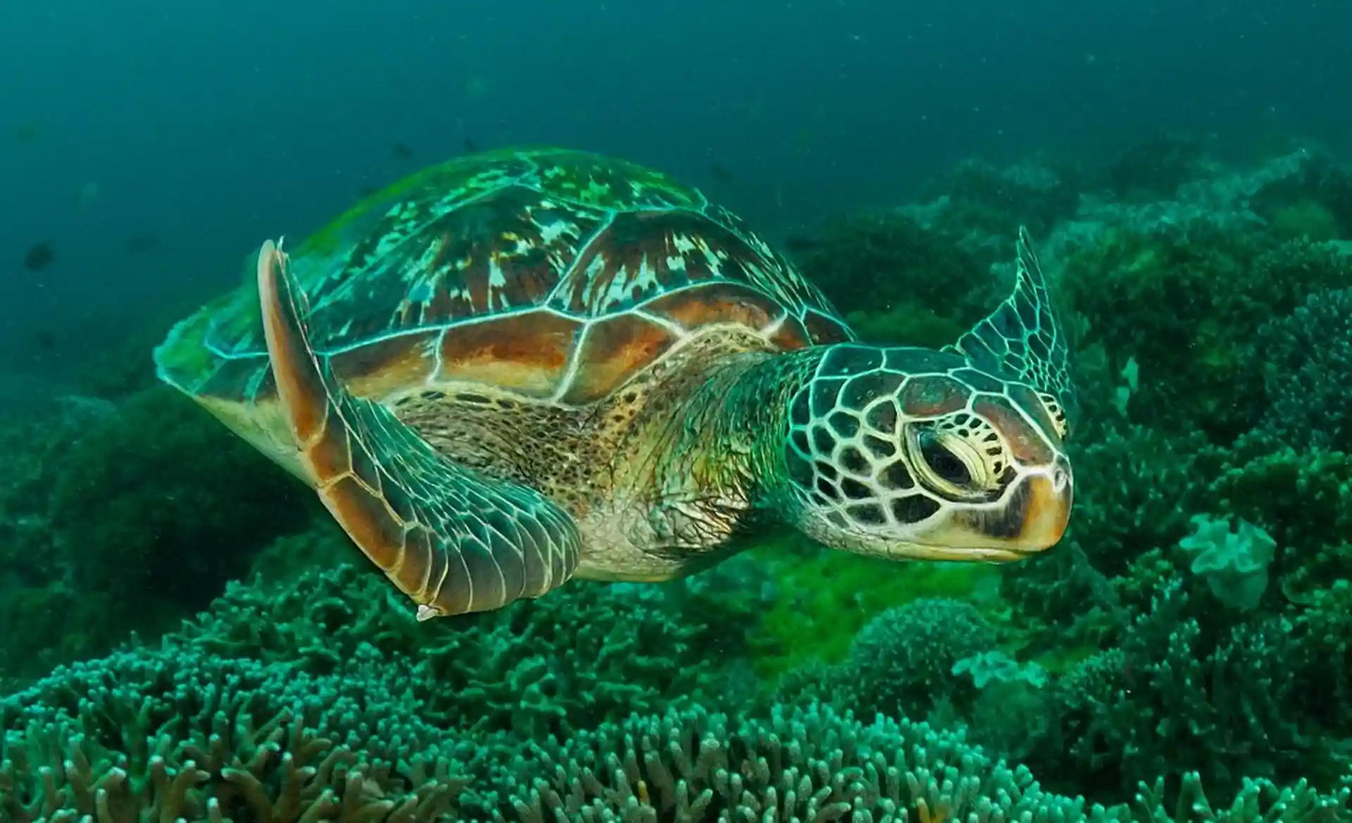 Dive site photo