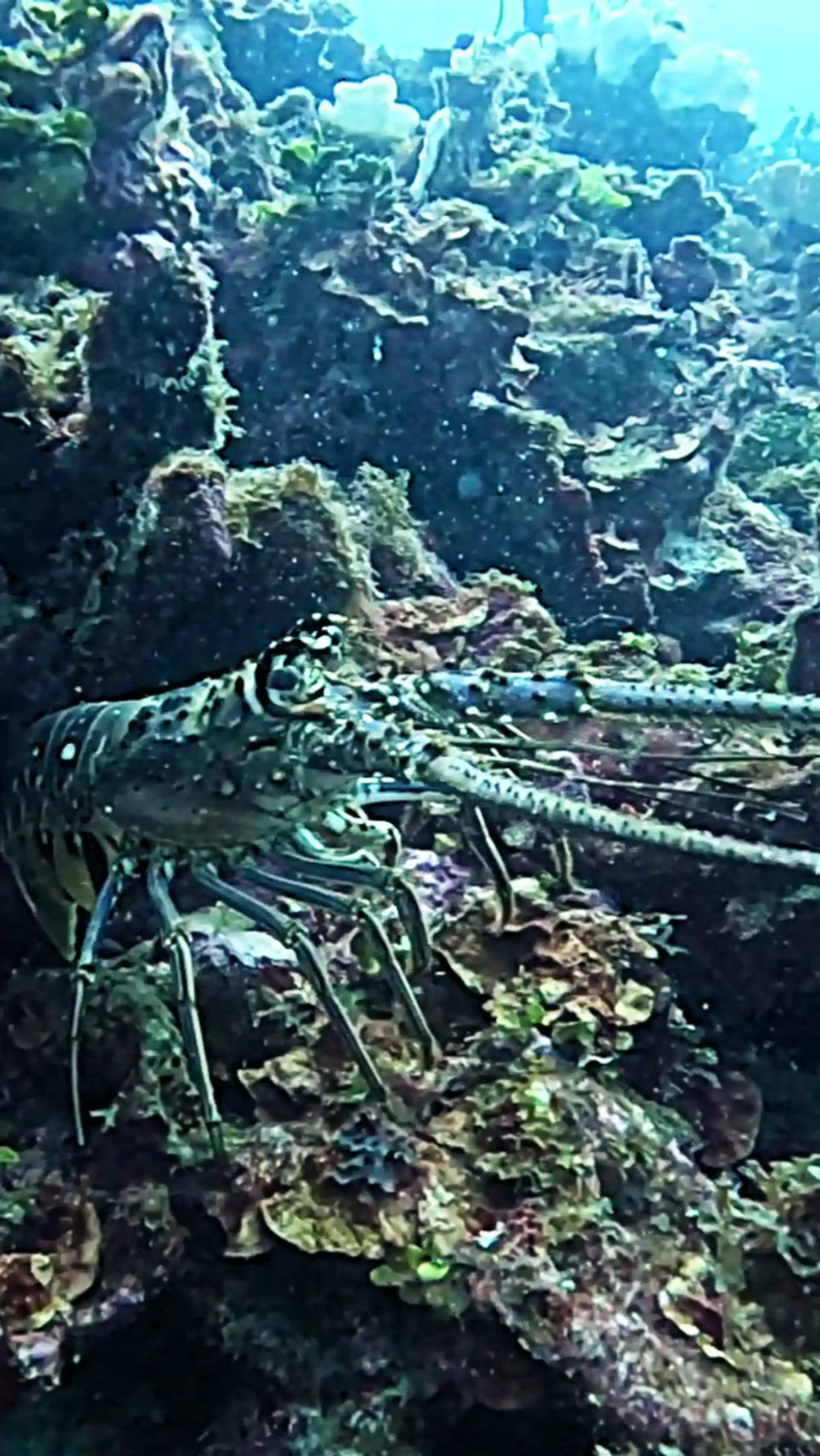 Dive shop photo