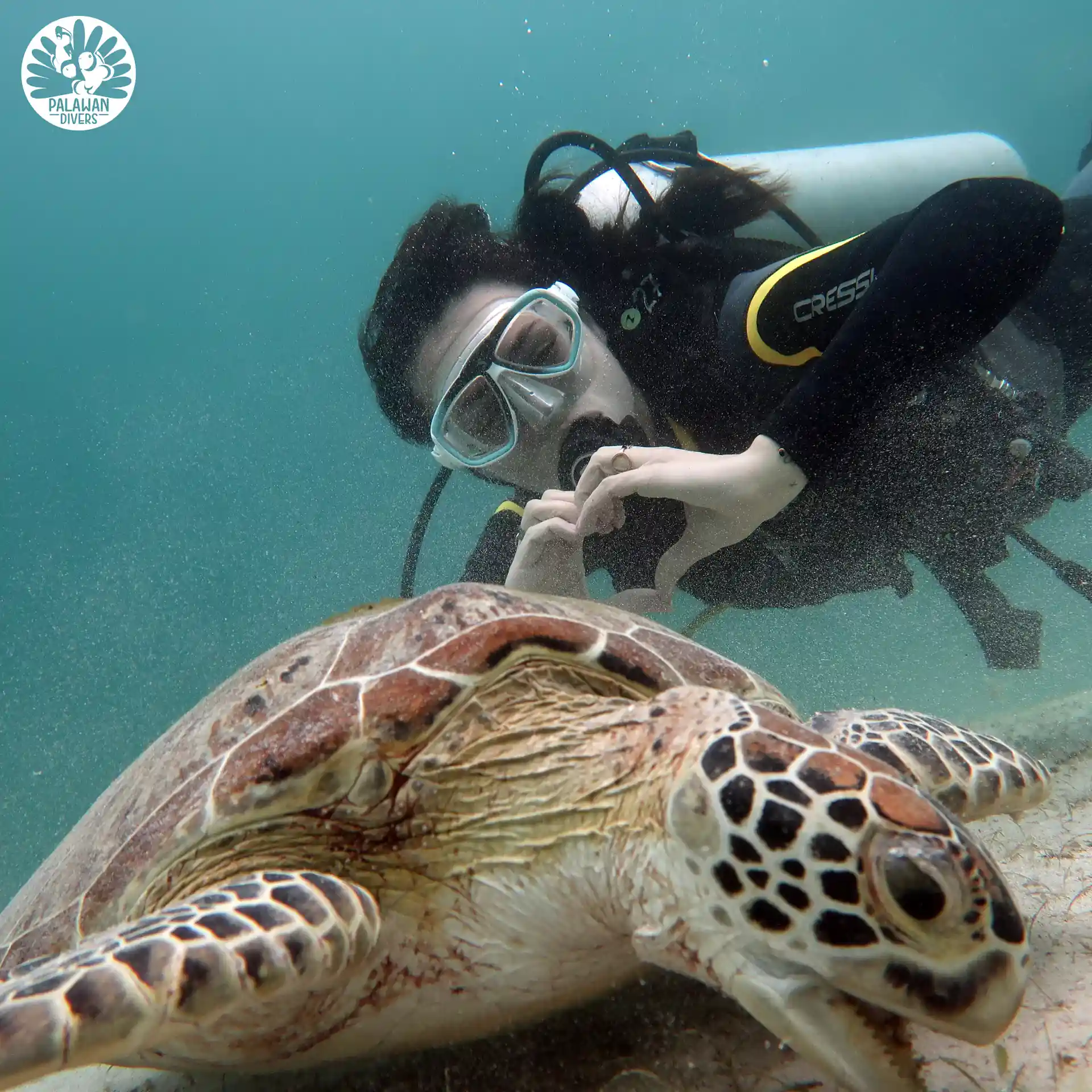 Our resident green sea Turtles - El Nido - Palawan