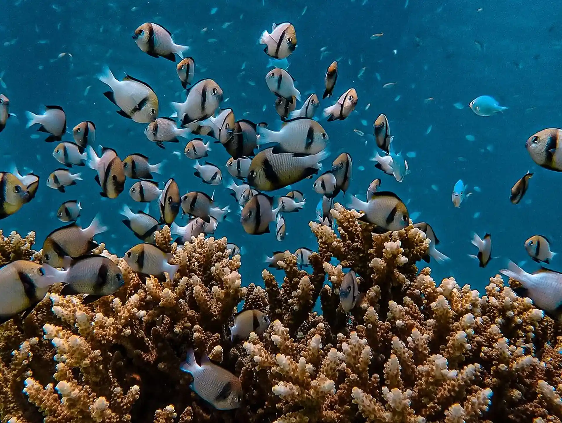 Dive site photo