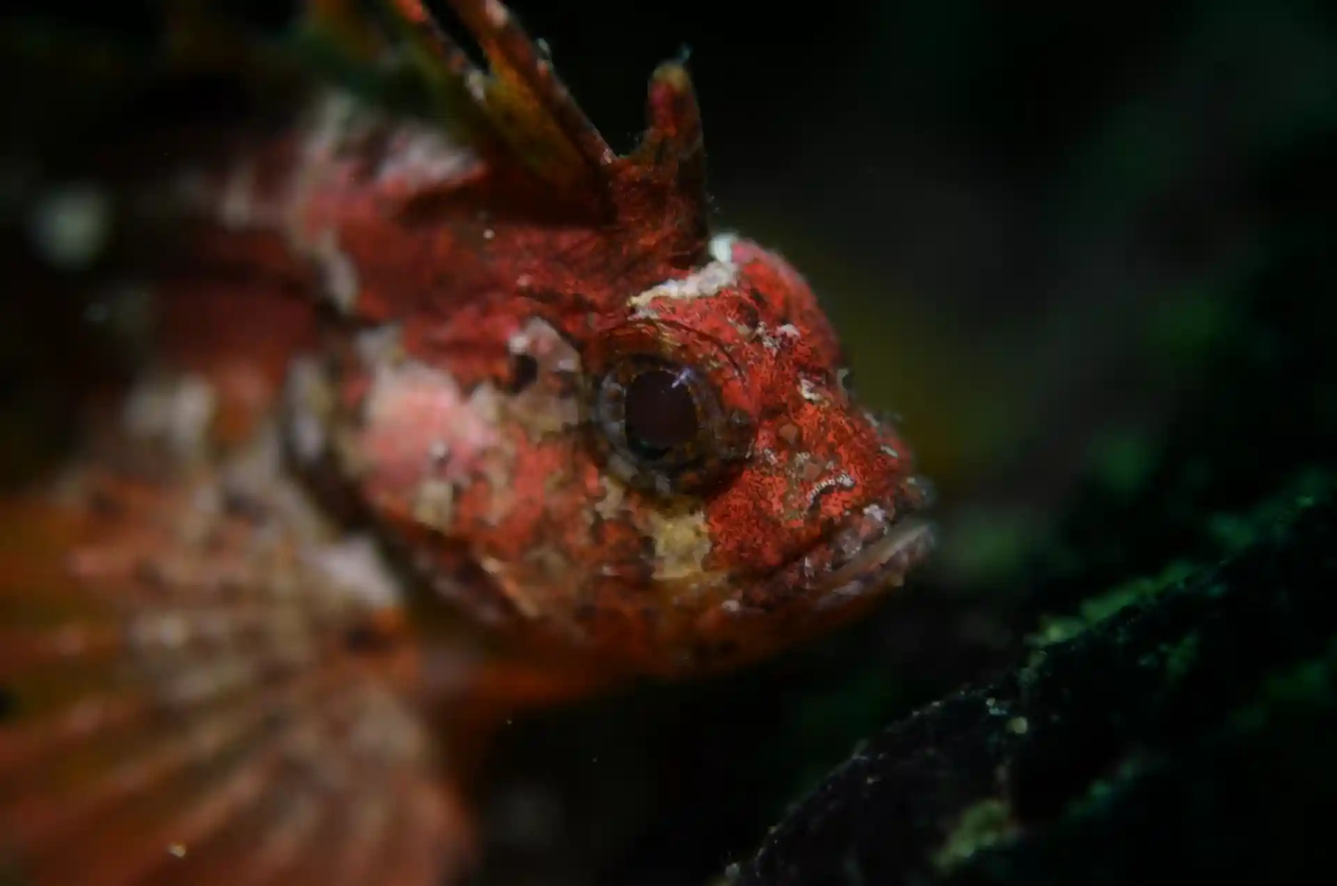 Photo du site de plongée