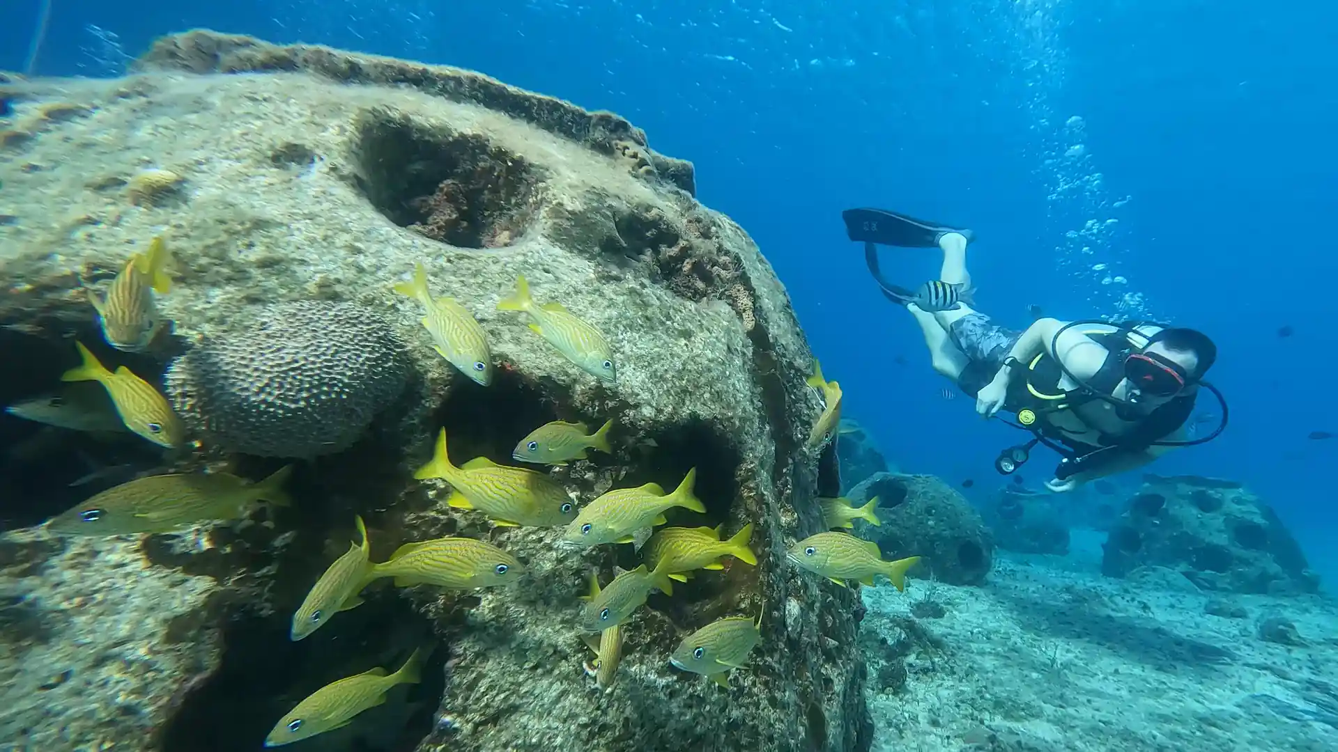 Explore the artificial reefs and coral farming at our shore dive sites