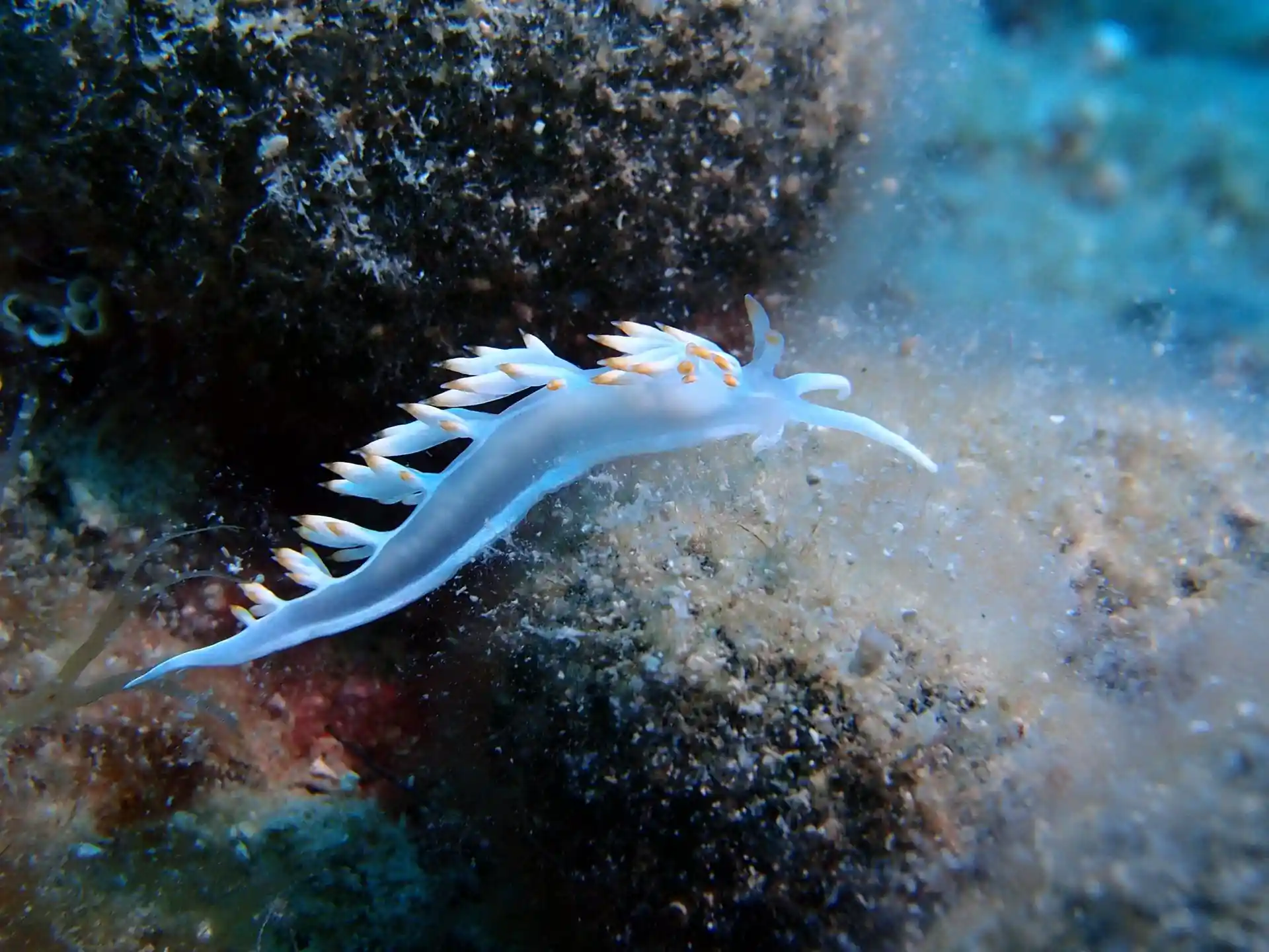 ダイビングサイトの写真