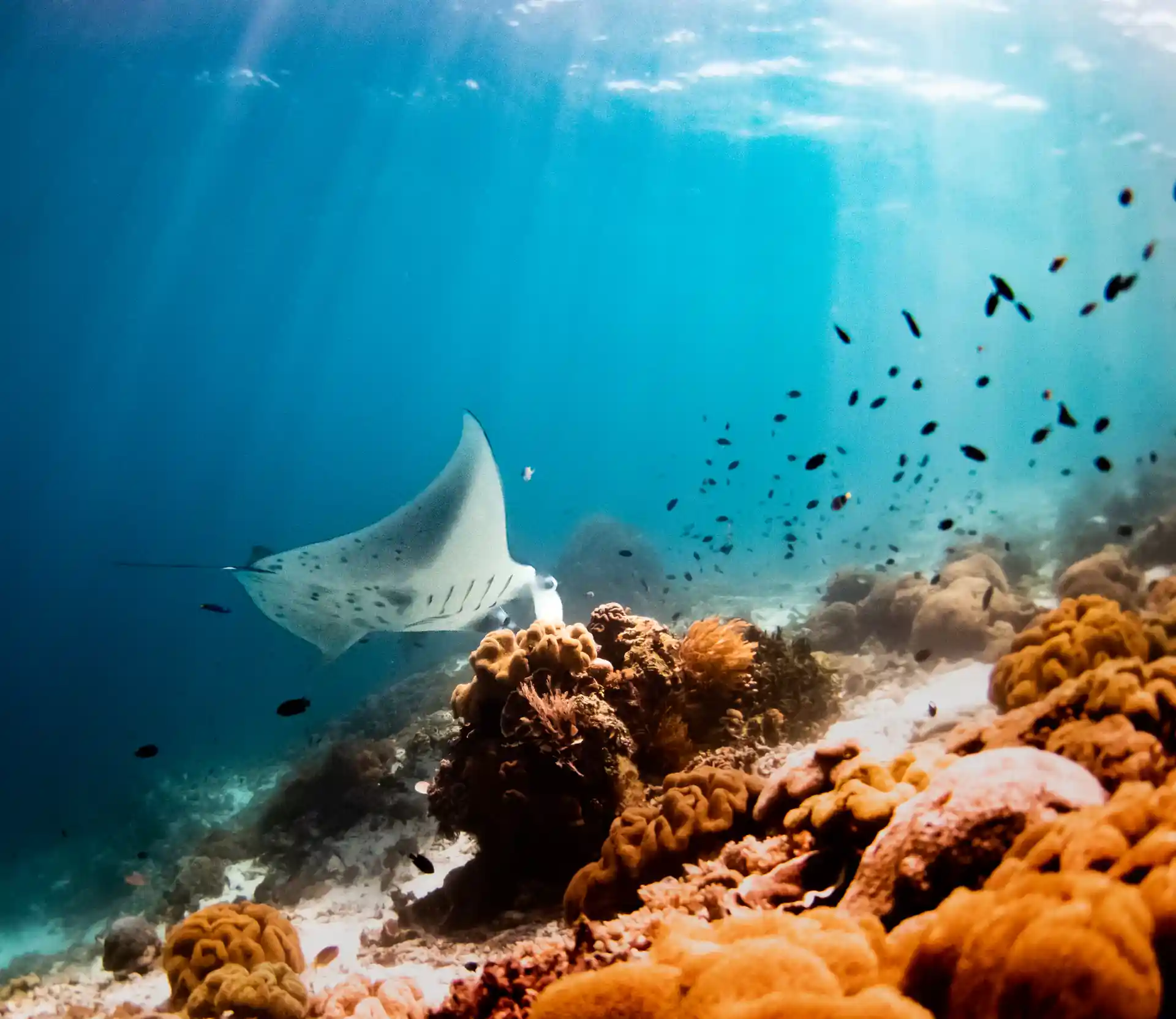 Se sei fortunato, potrai sperimentare la magia delle immersioni con le mante