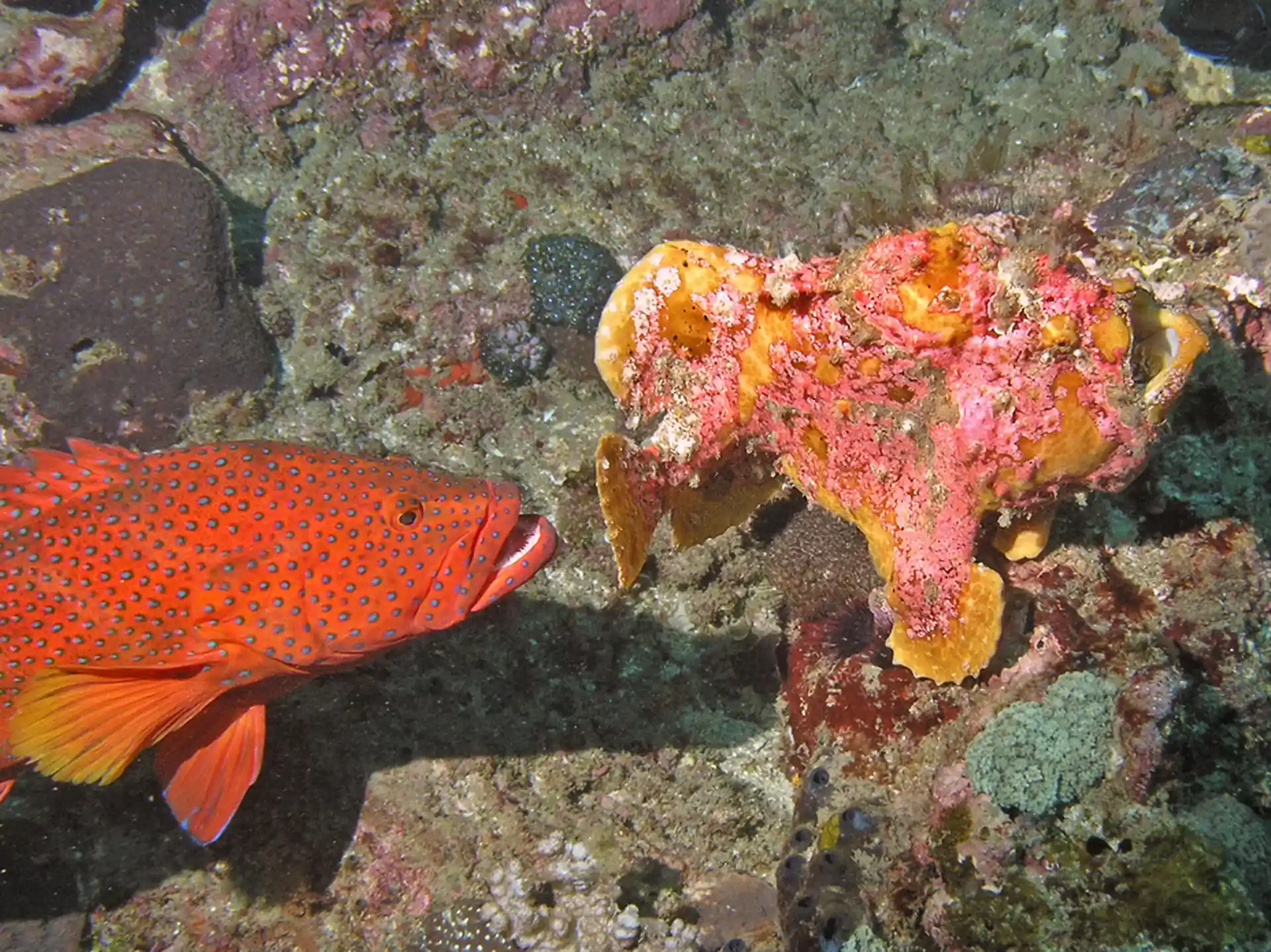 Frogfish in a hurry