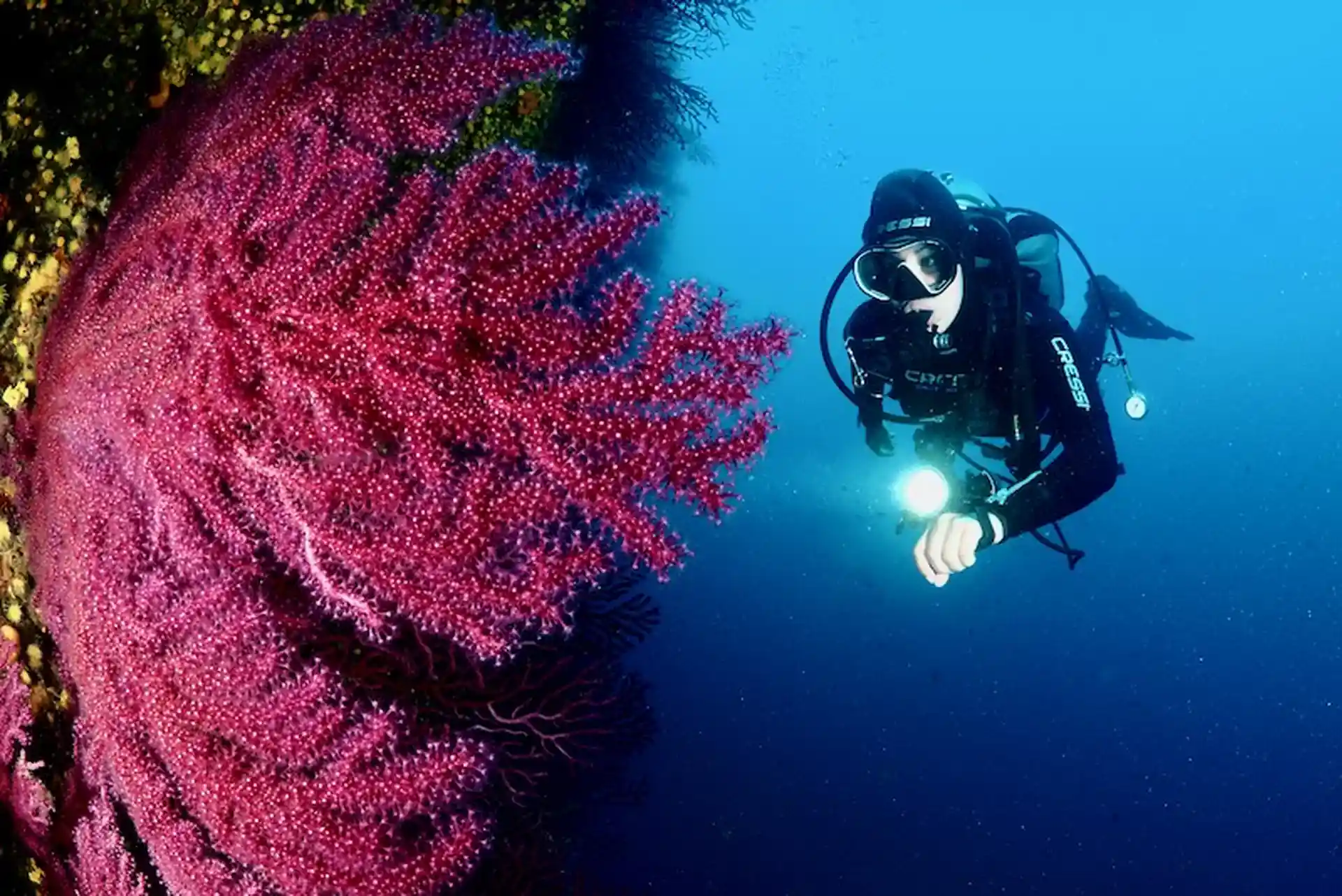 Dive with us ! Explore the Portofino Marine Protected Area .