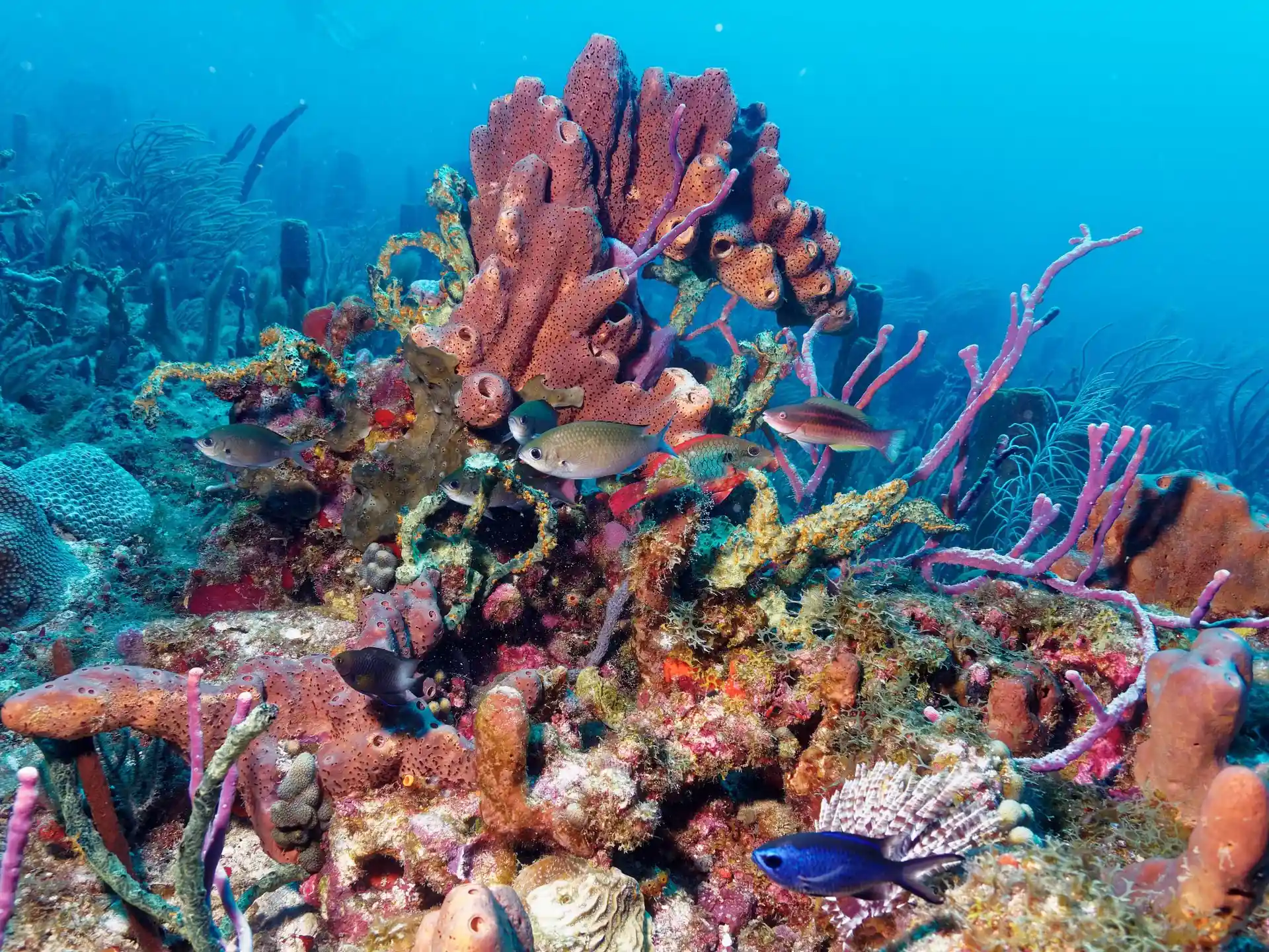 다이빙 포인트 사진