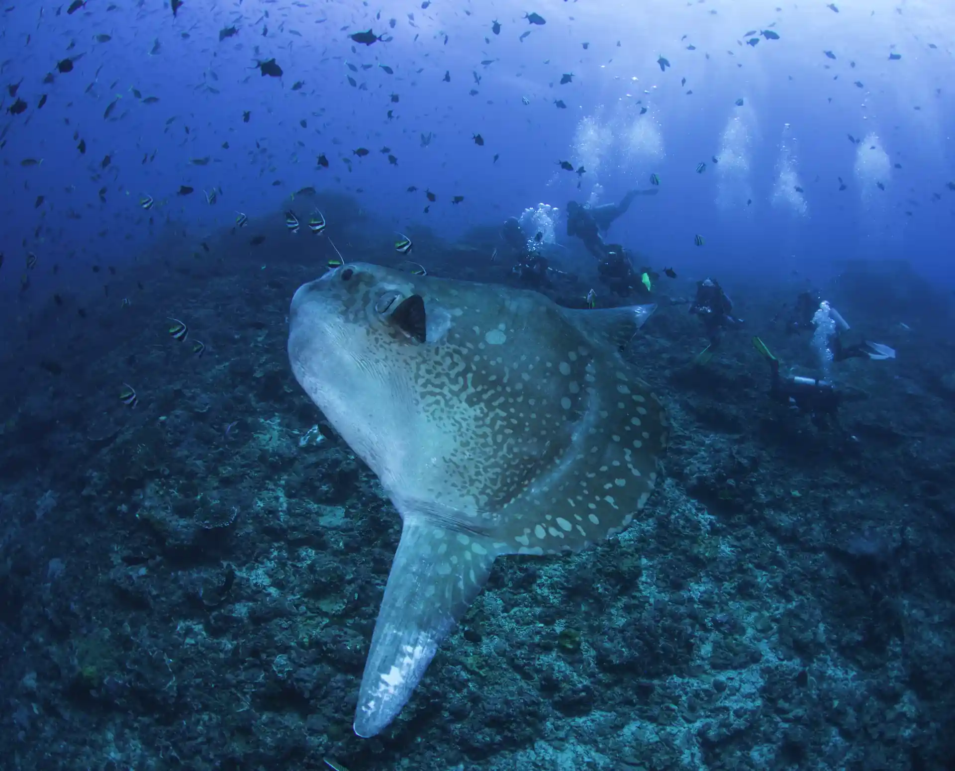 The must find, Mola Alexandrini