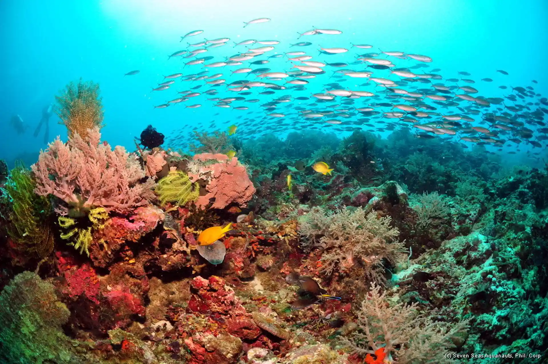 Dive shop photo
