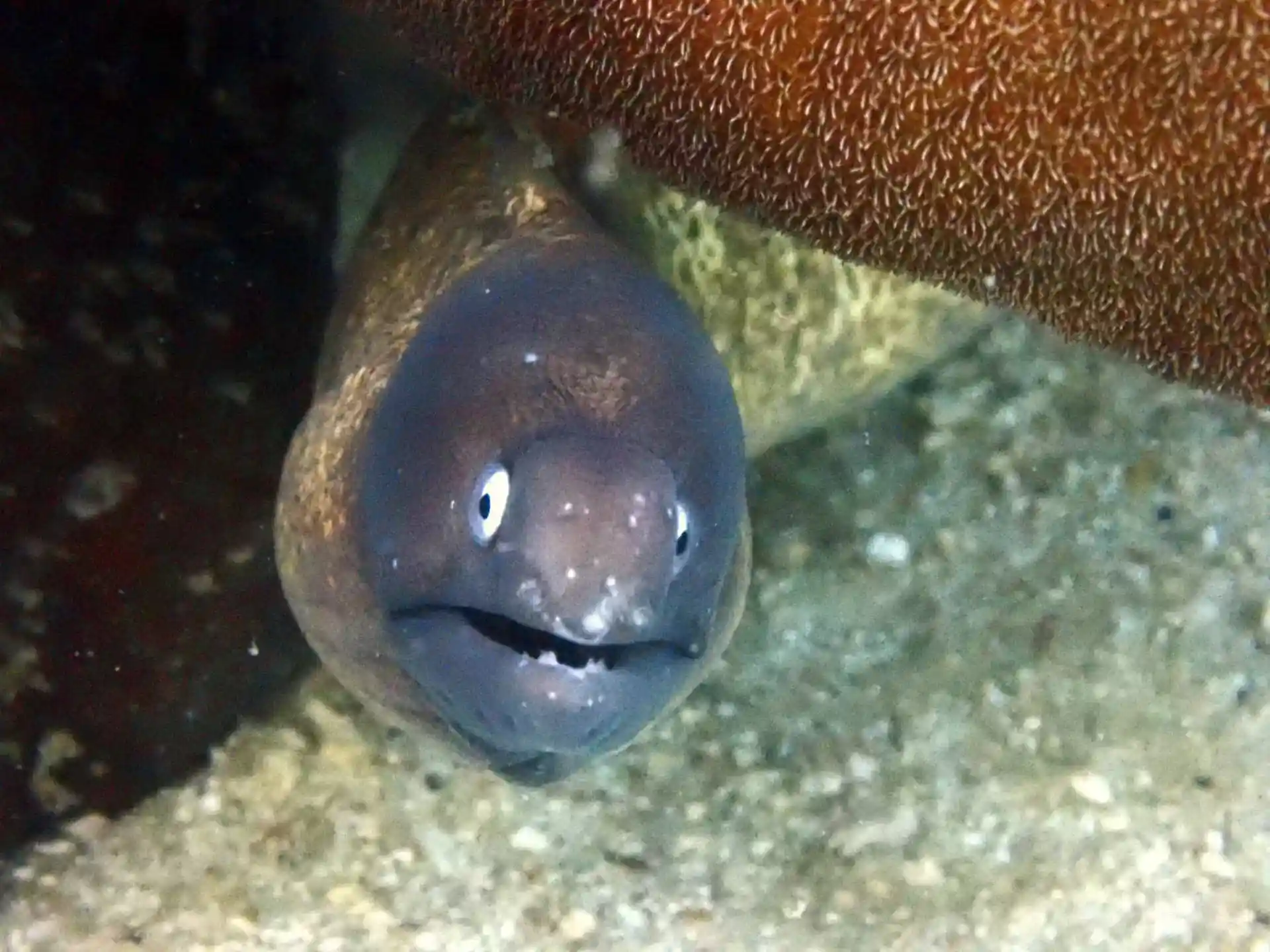 Photo du site de plongée