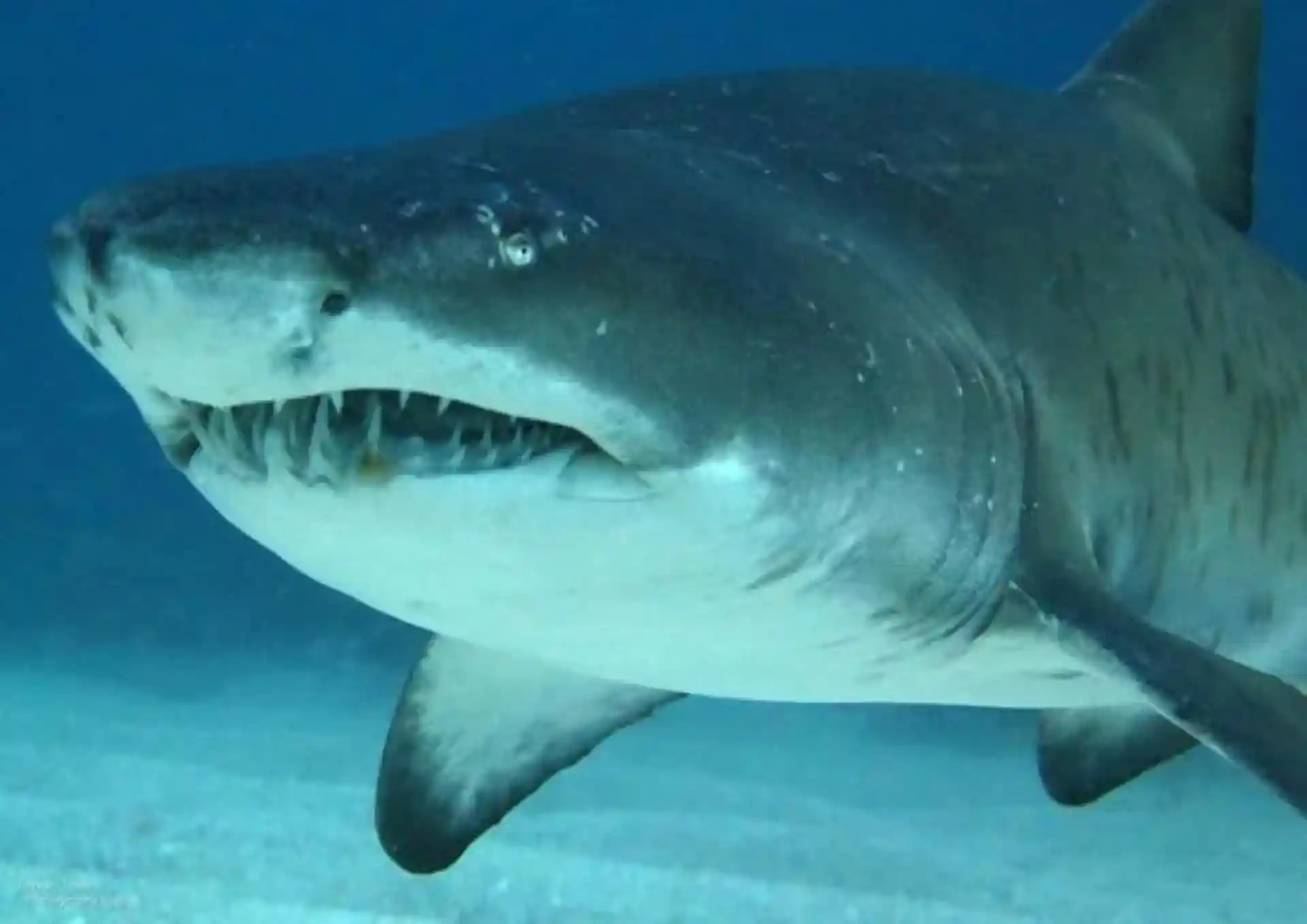 ダイビングサイトの写真