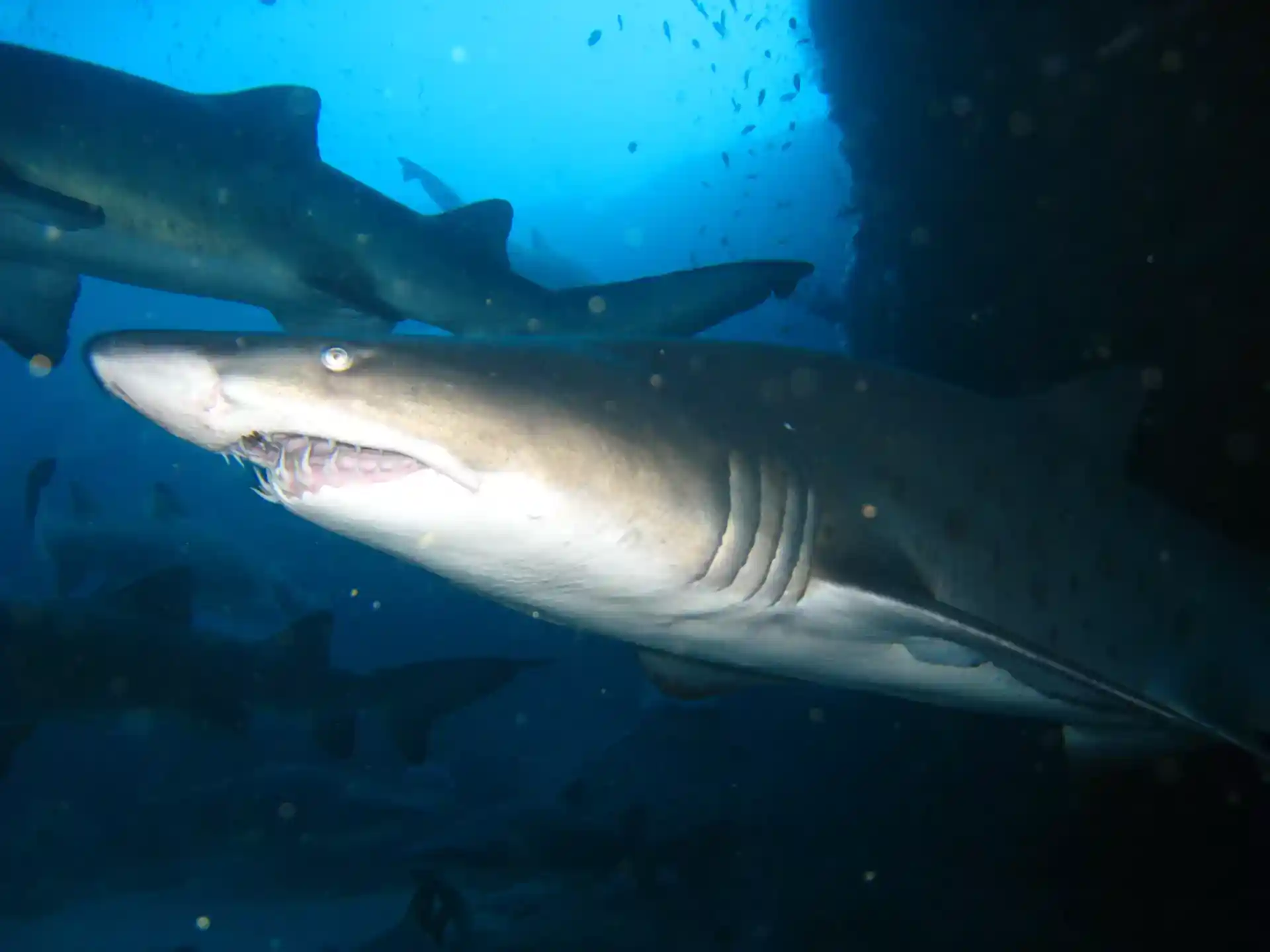 ダイビングサイトの写真