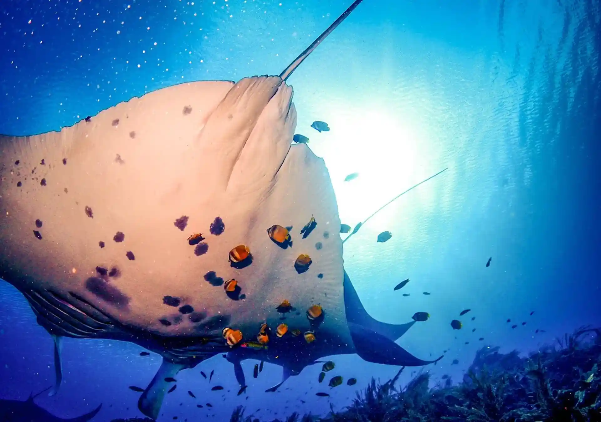 Dive site photo