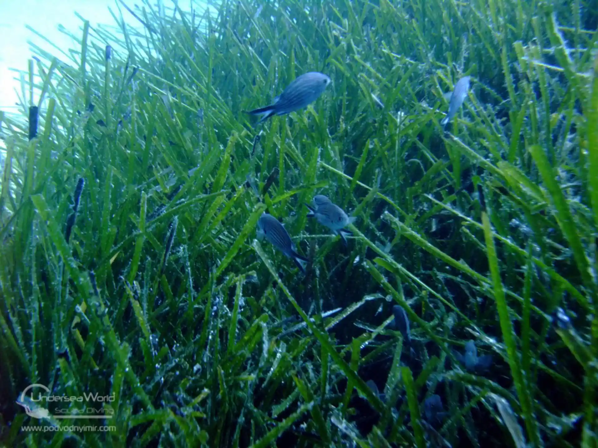 Dive site photo