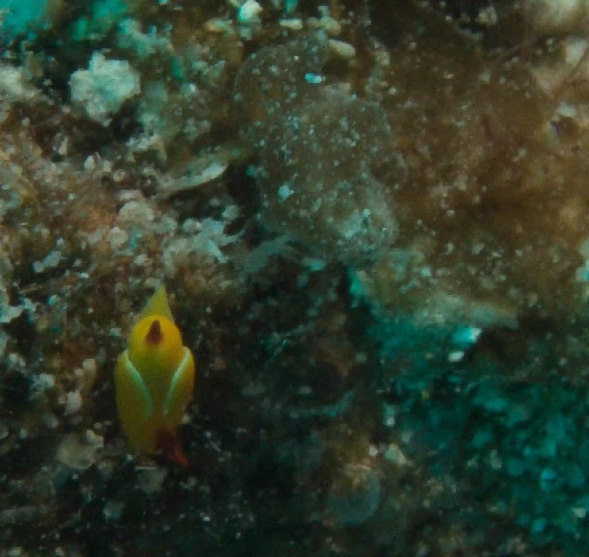 Dive site photo