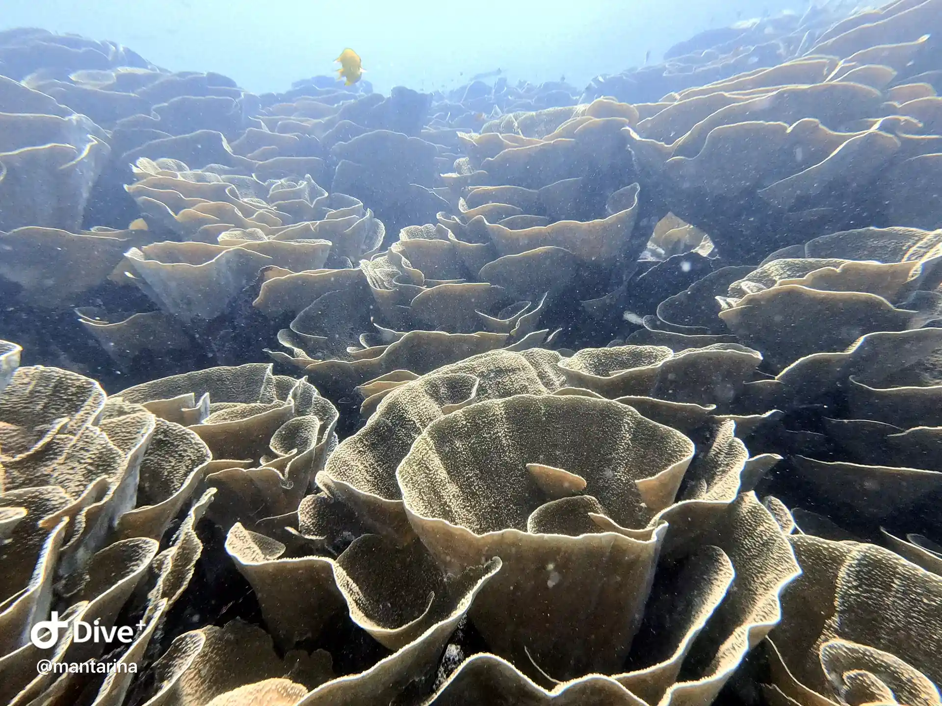 Cabbage Patch, Rainbow Reef Fiji
