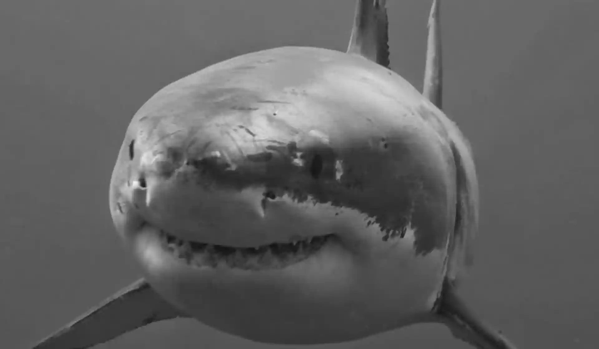 Dive shop photo
