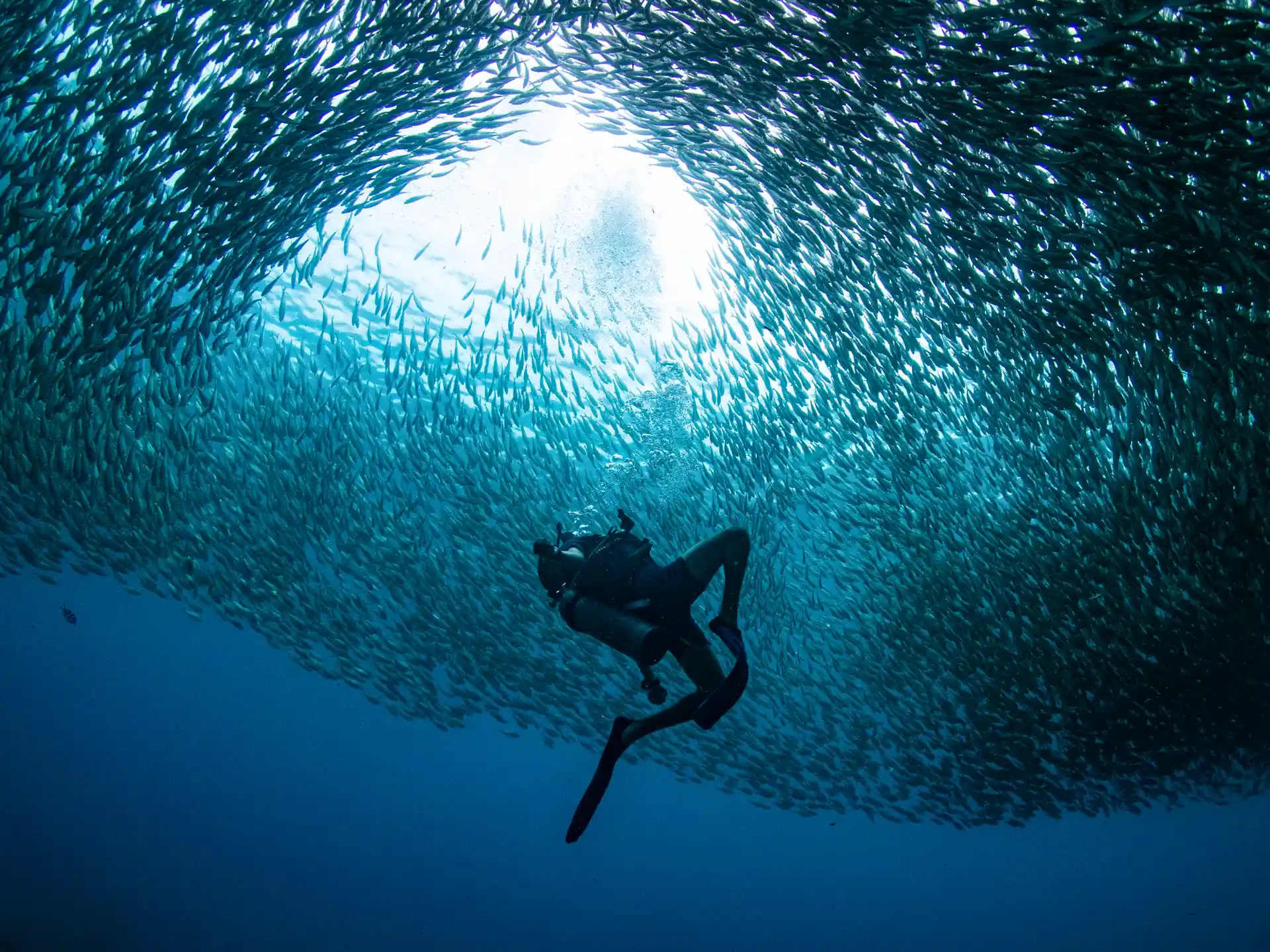 Go deeper, learn about new underwater environments, try new equipment. The choice is yours.