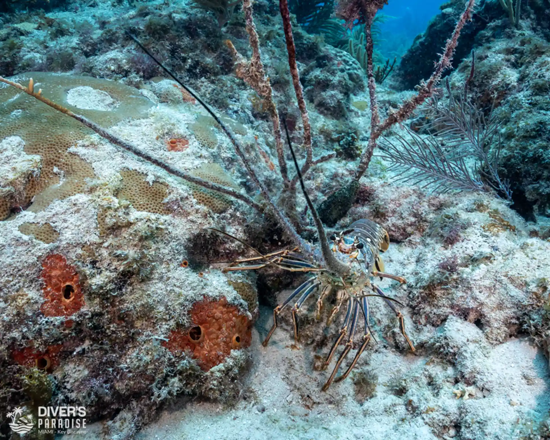 Dive site photo