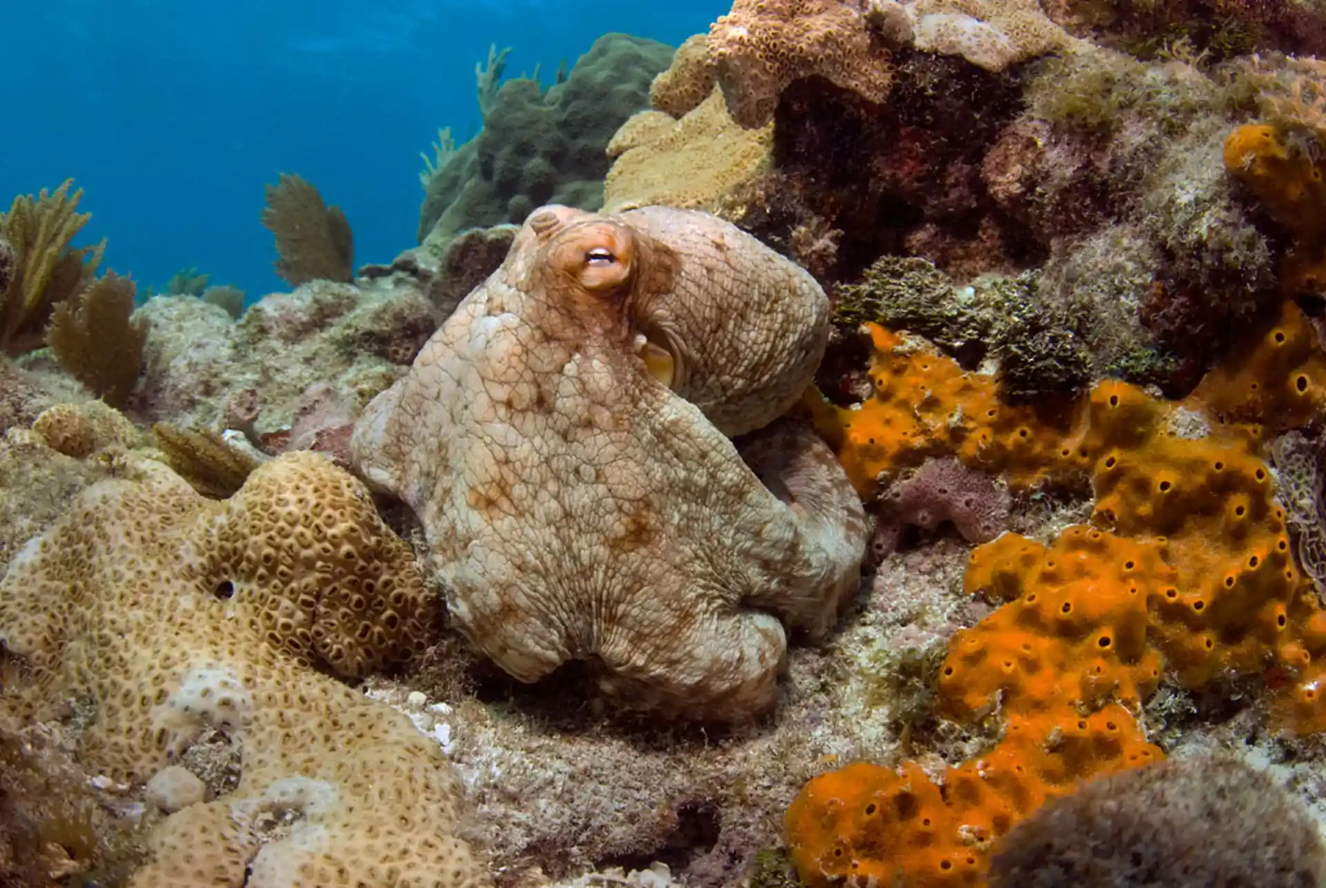 Dive shop photo