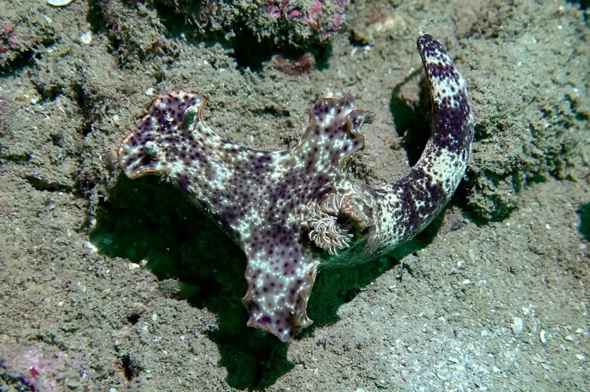 Dive site photo