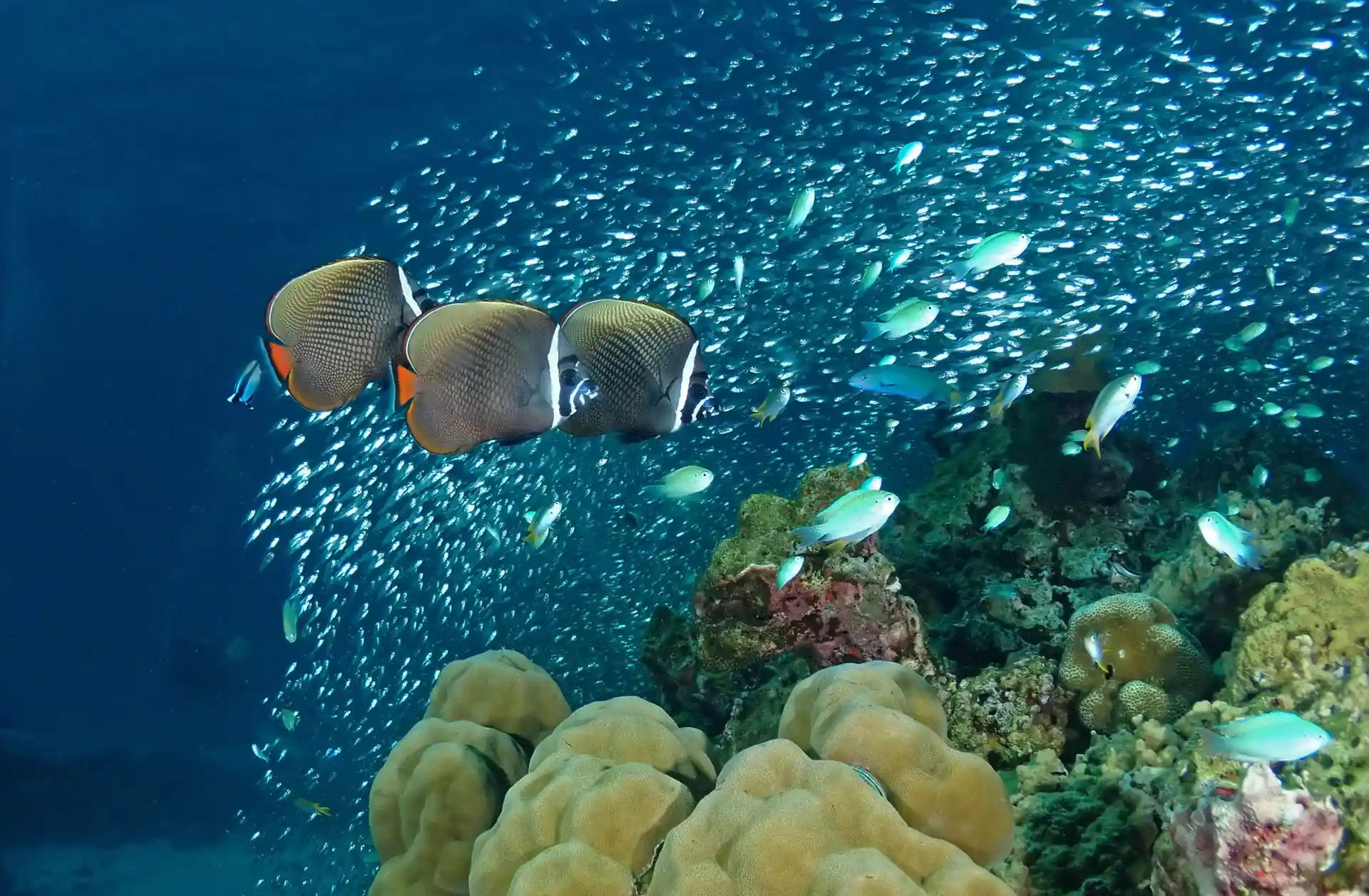 Dive site photo