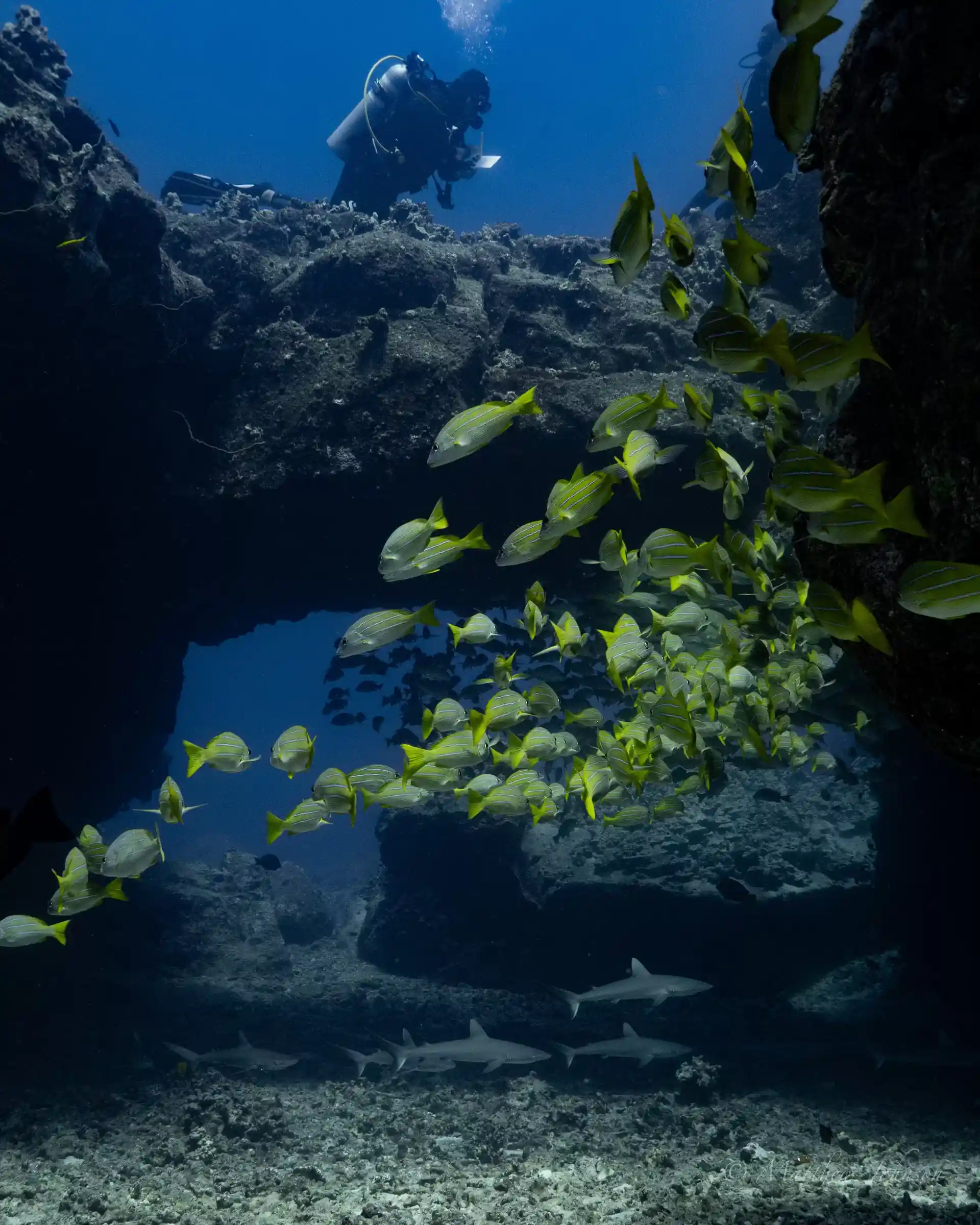 Dive shop photo
