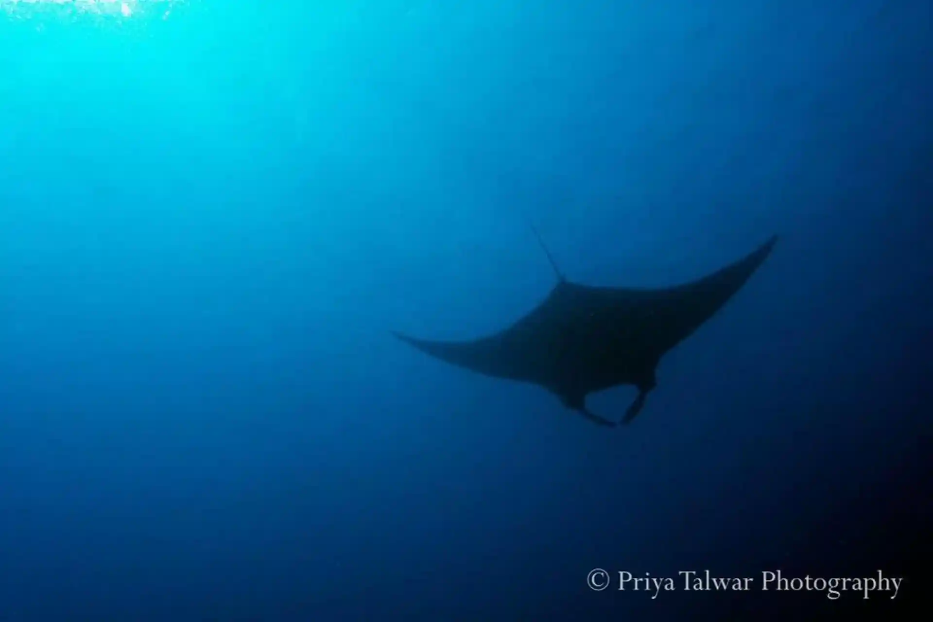 ダイビングサイトの写真