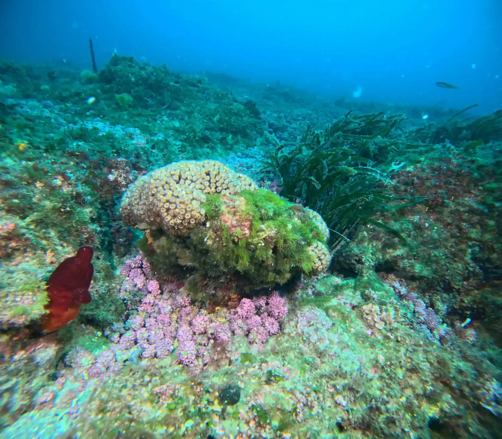 Dive site photo