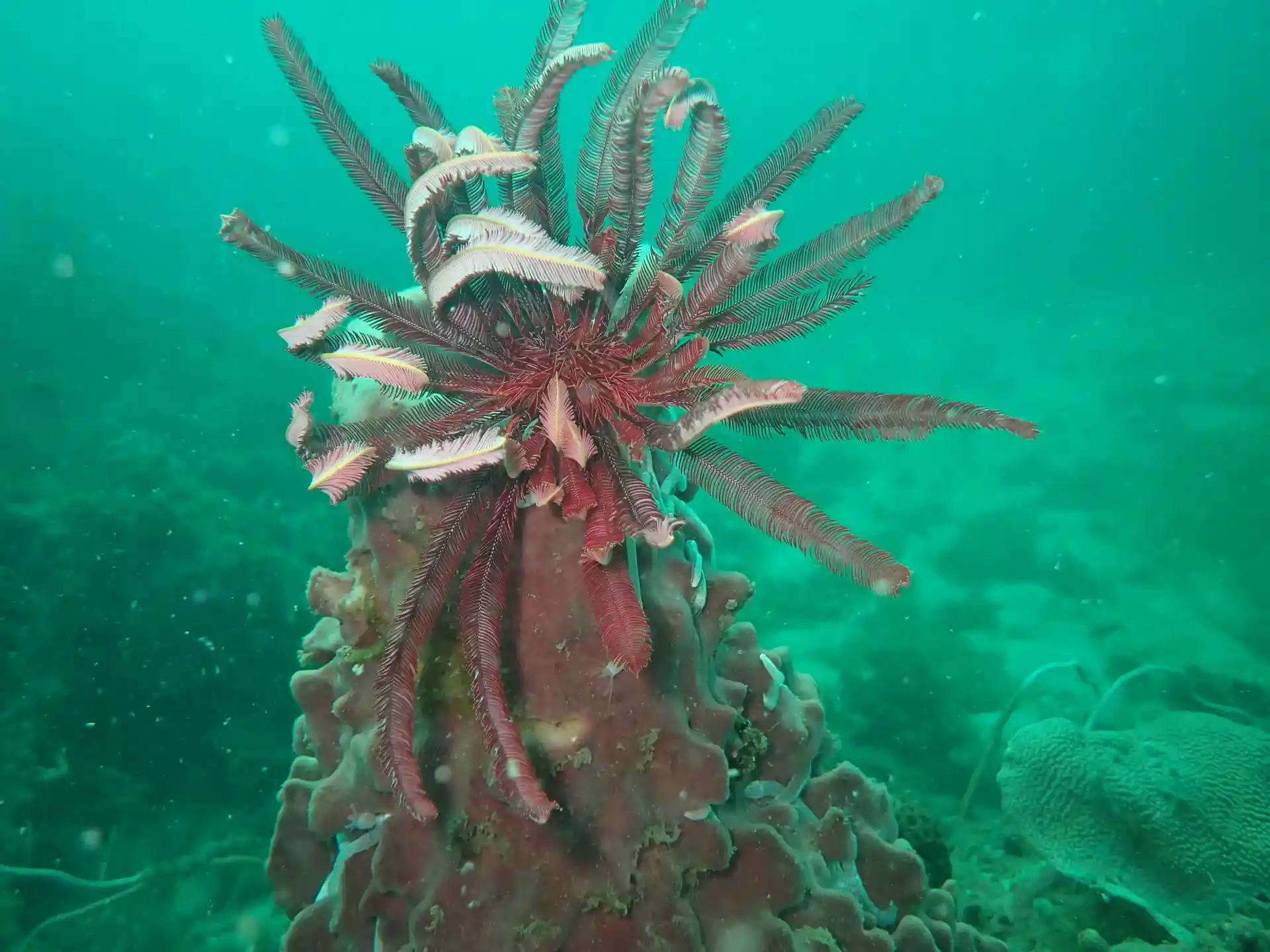 Dive site photo