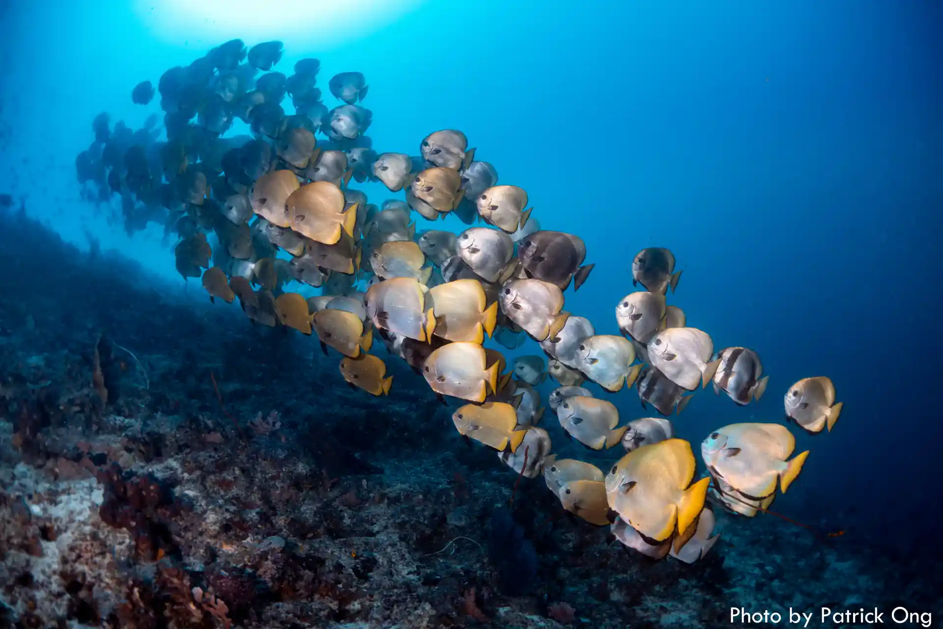 Group of batfish