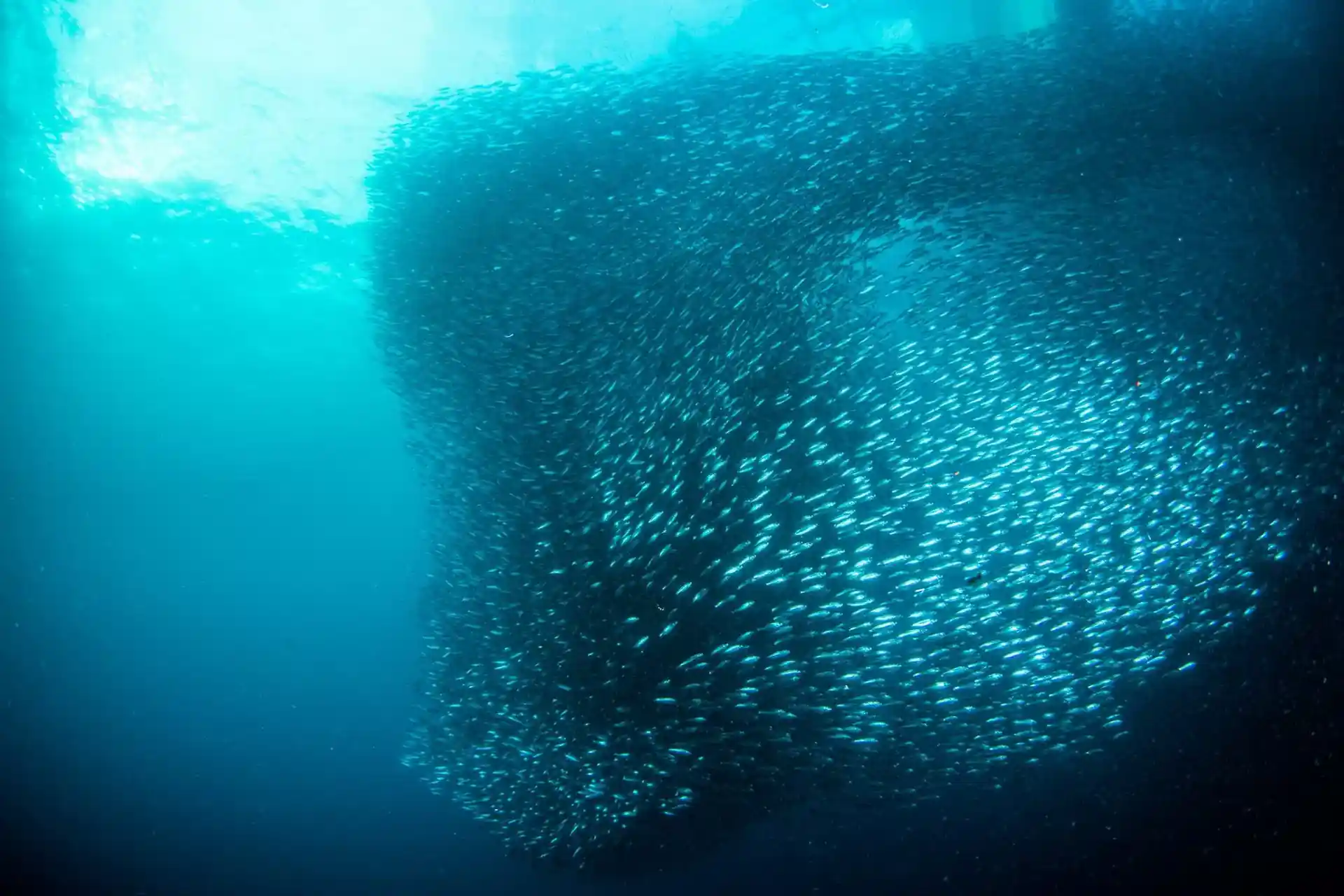 PADI Enriched Air (Nitrox) Diver