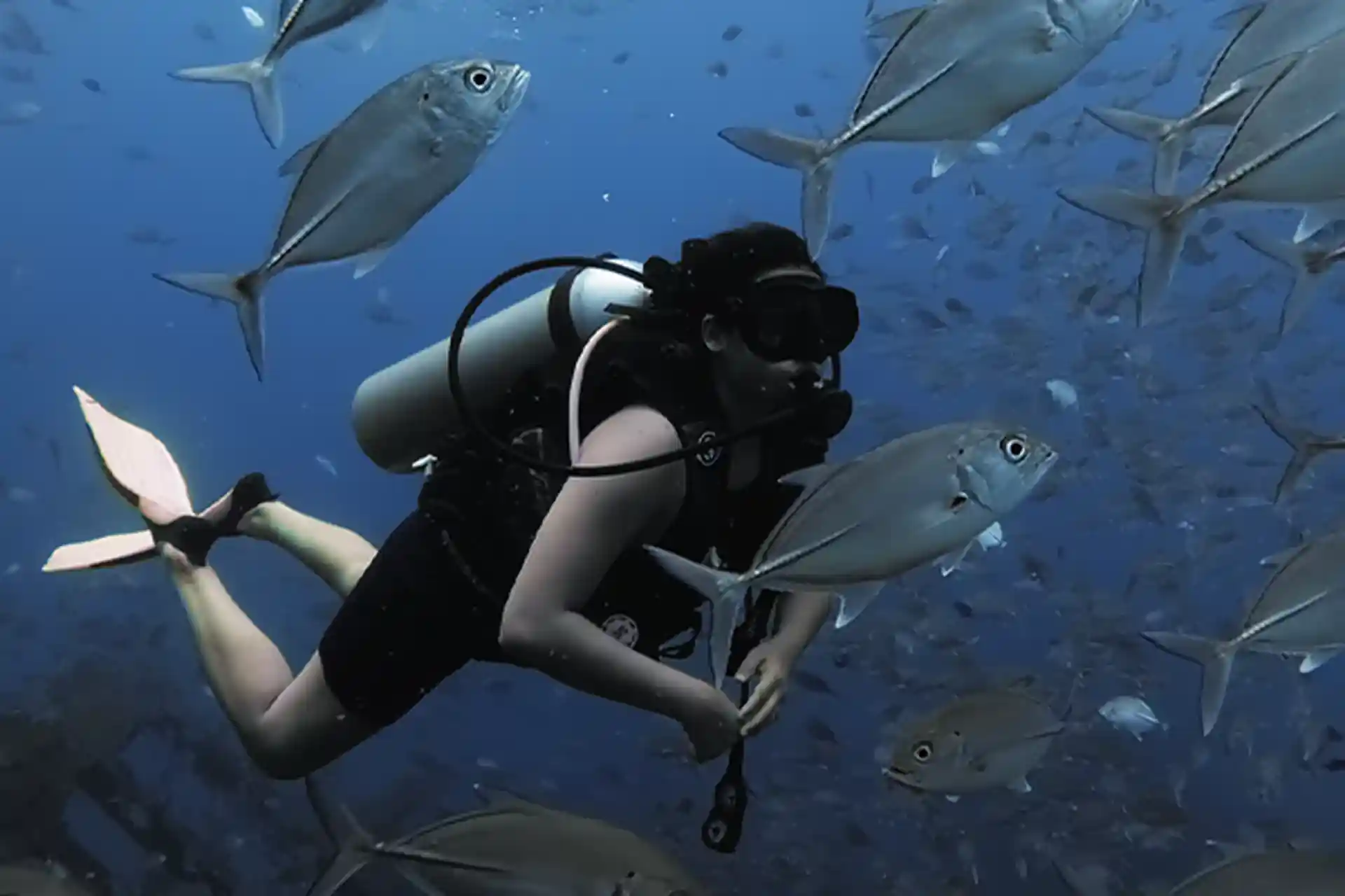 Surrounded by a storm of fishes